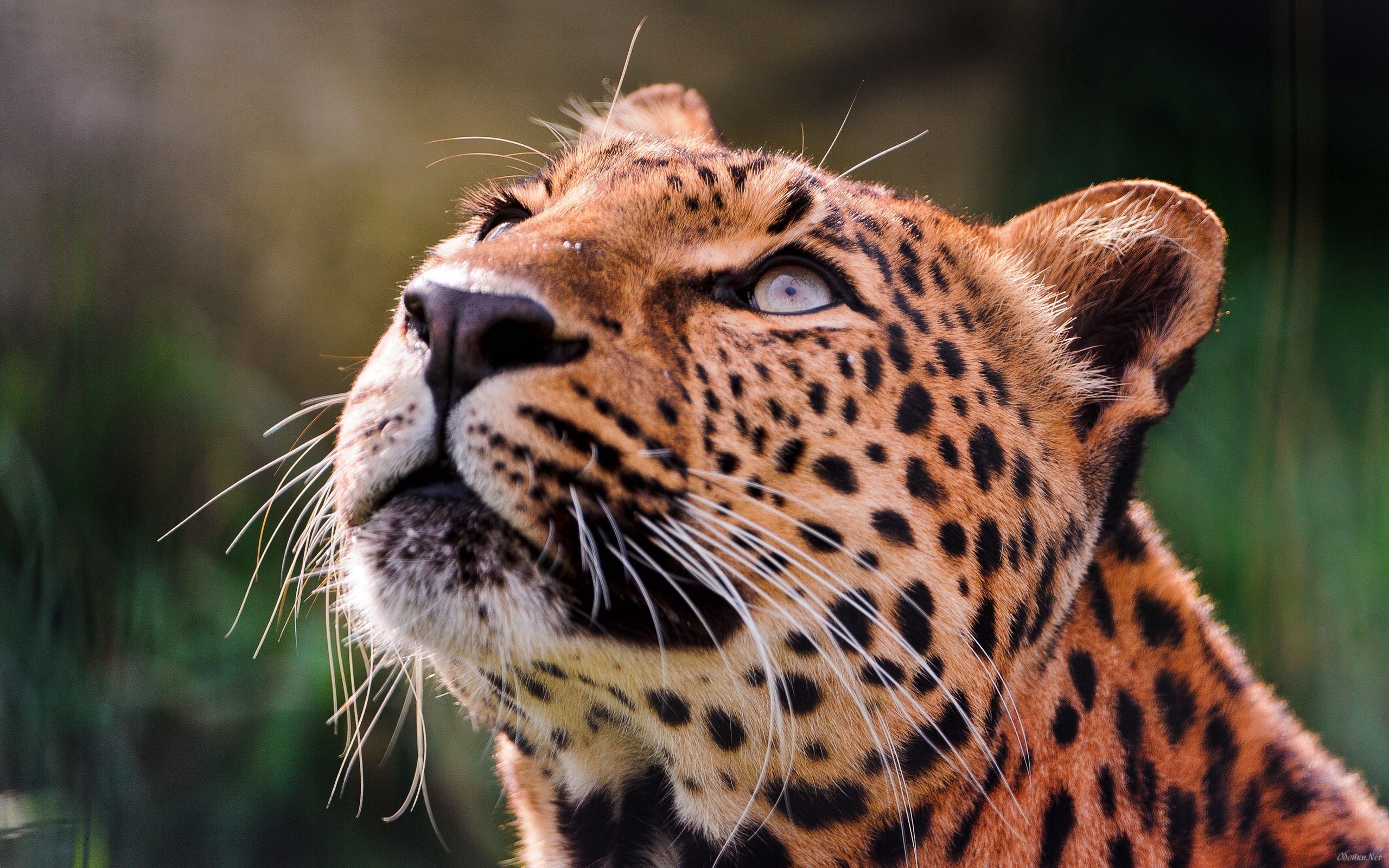 Leopard muzzle, pensive, animals, eyes 4k Wallpaper
