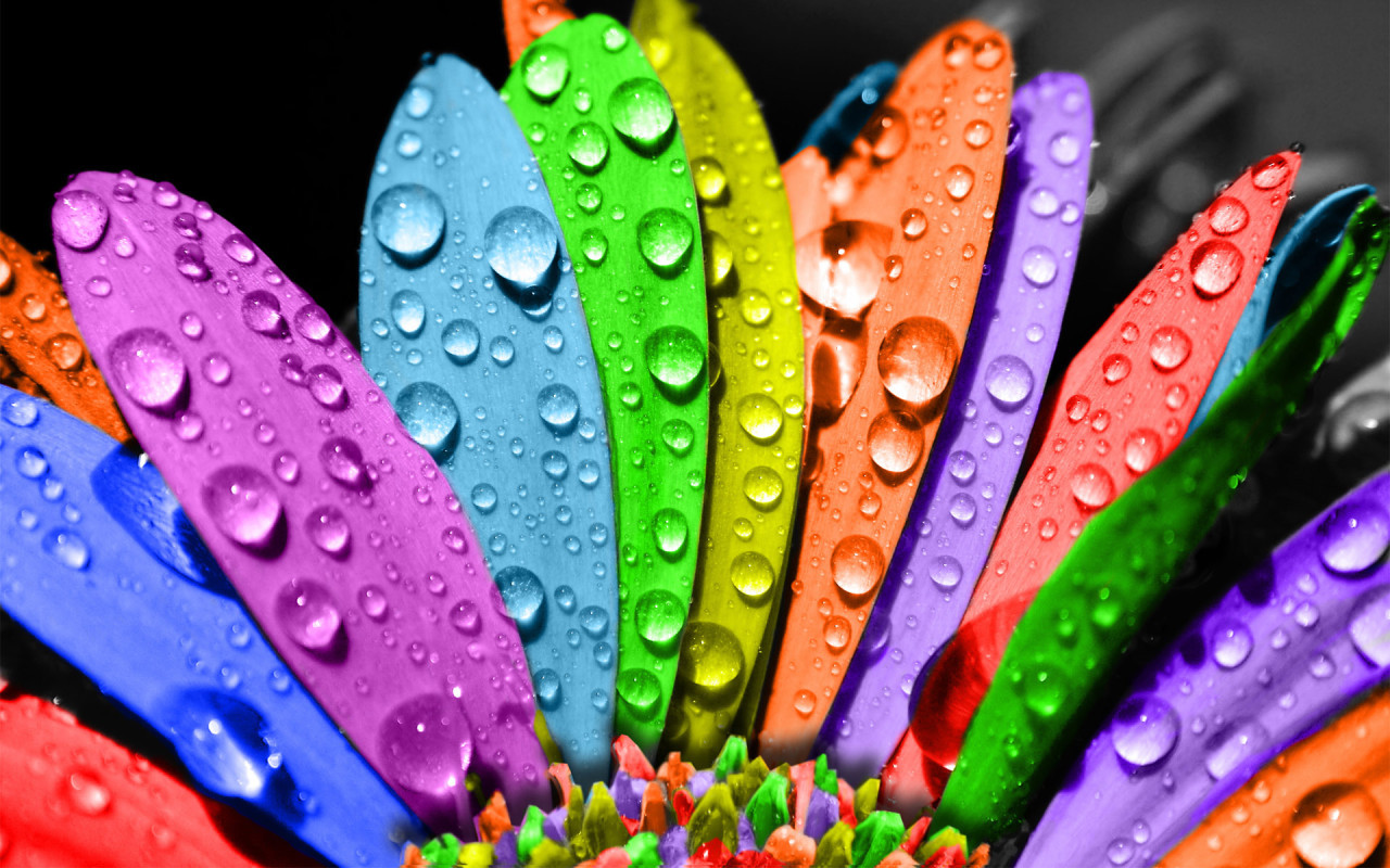 plants, flowers, art, rainbow, drops cell phone wallpapers