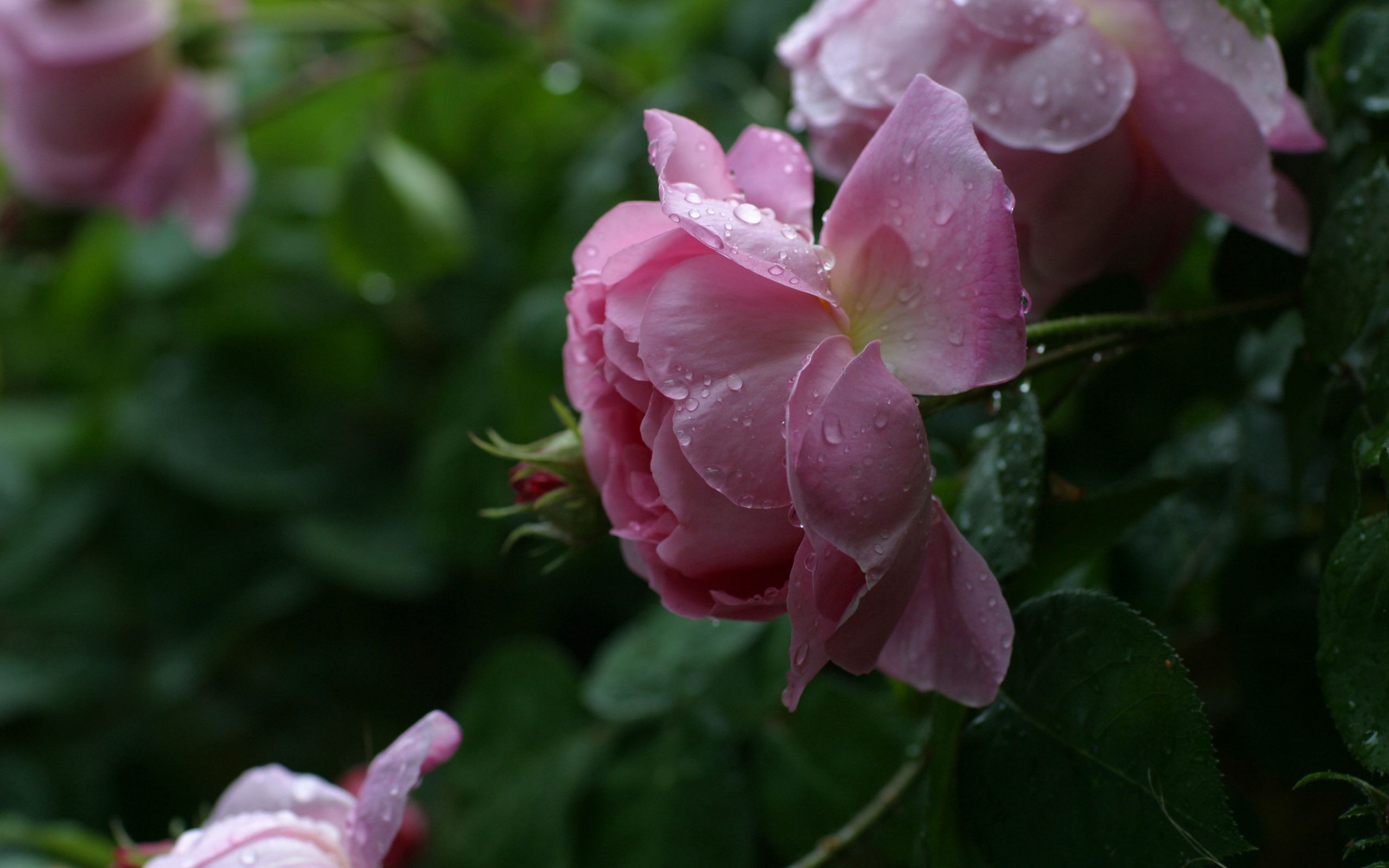 Laden Sie das Blumen, Blätter, Rosa, Blume, Rose, Knospe, Bud-Bild kostenlos auf Ihren PC-Desktop herunter