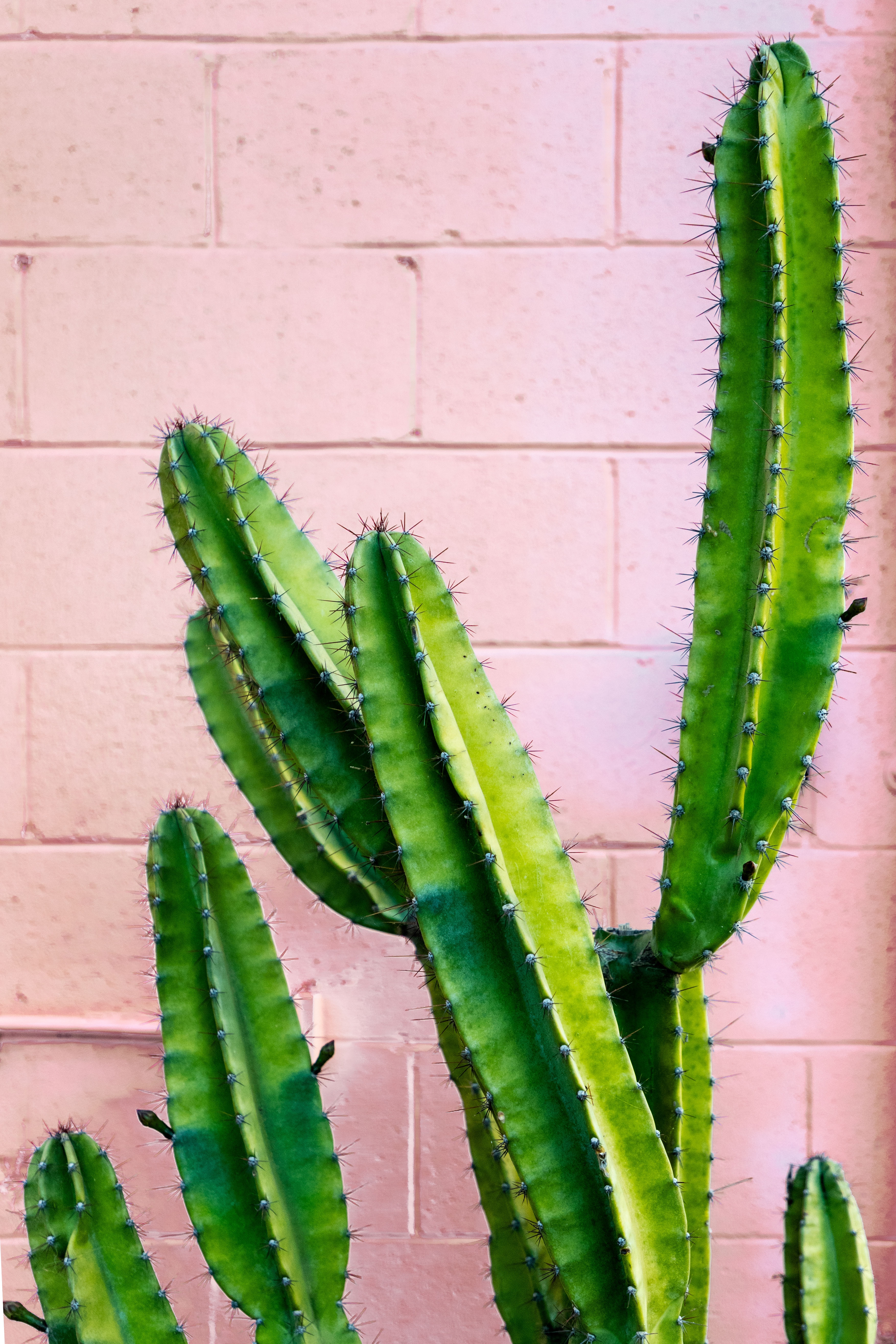 green, flowers, wall, barbed, spiny, cactus, succulent