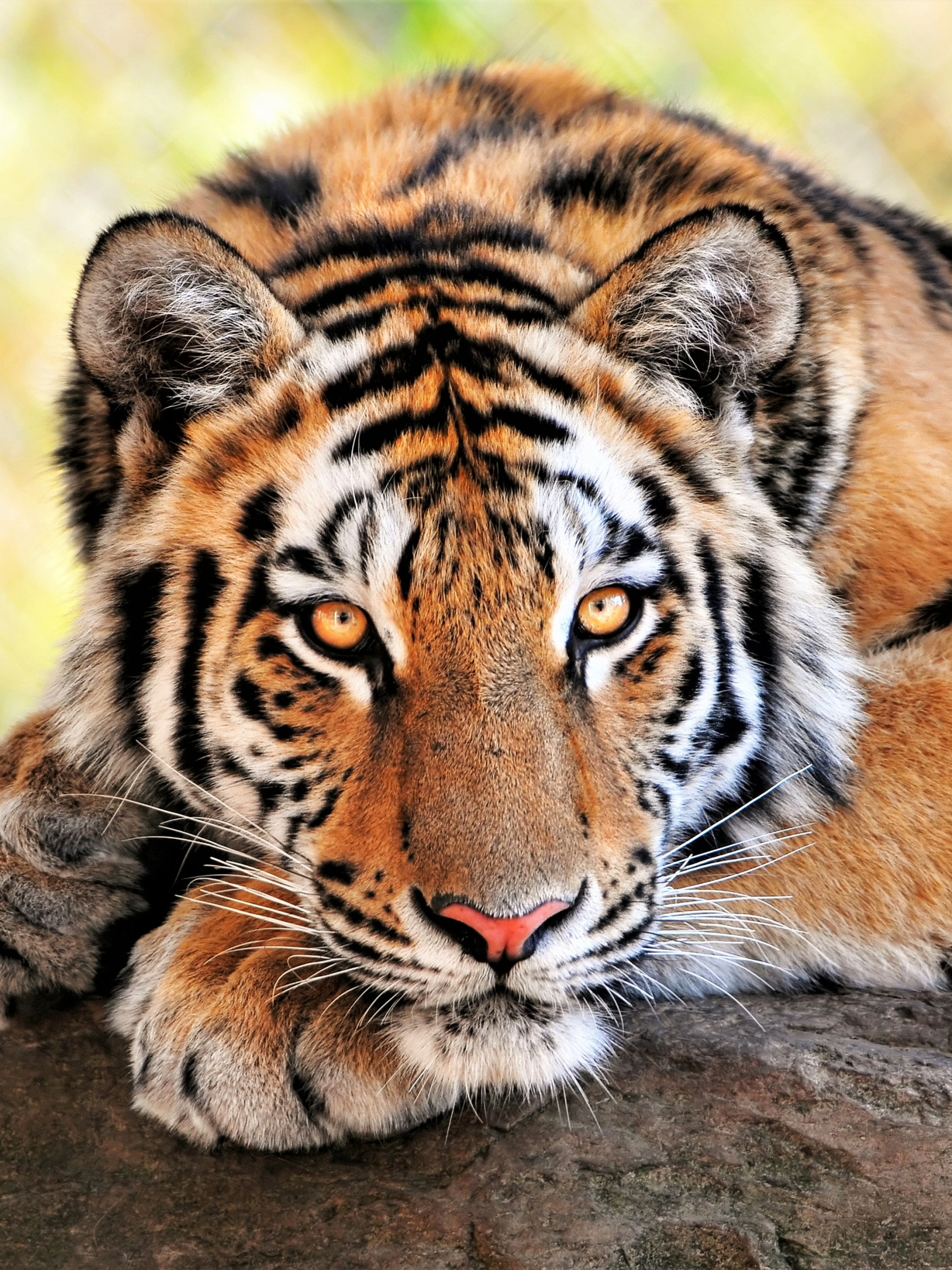 animal, tiger, bengal tiger, cats