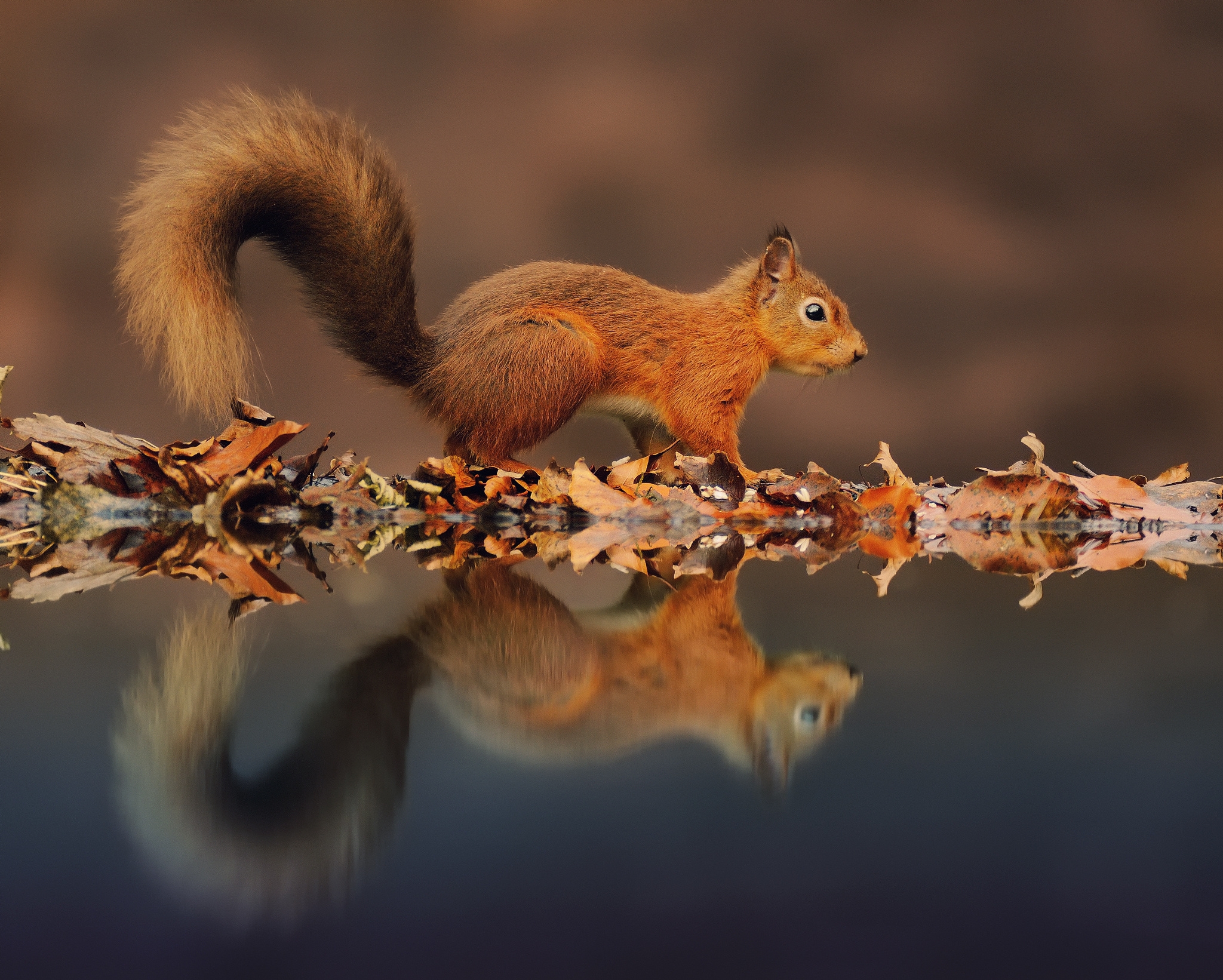 Mobile Wallpaper Squirrel animals, animal, reflection