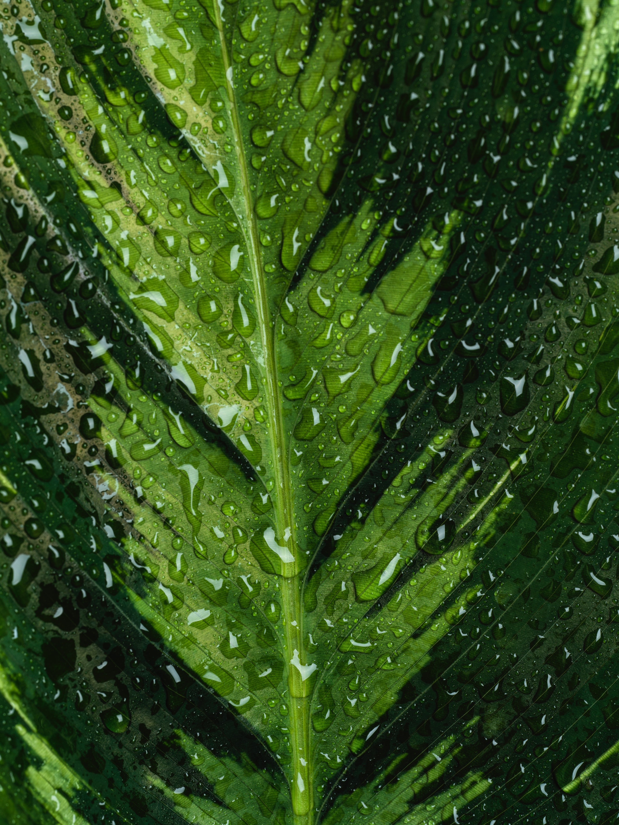 Cool HD Wallpaper veins, drops, sheet, leaf