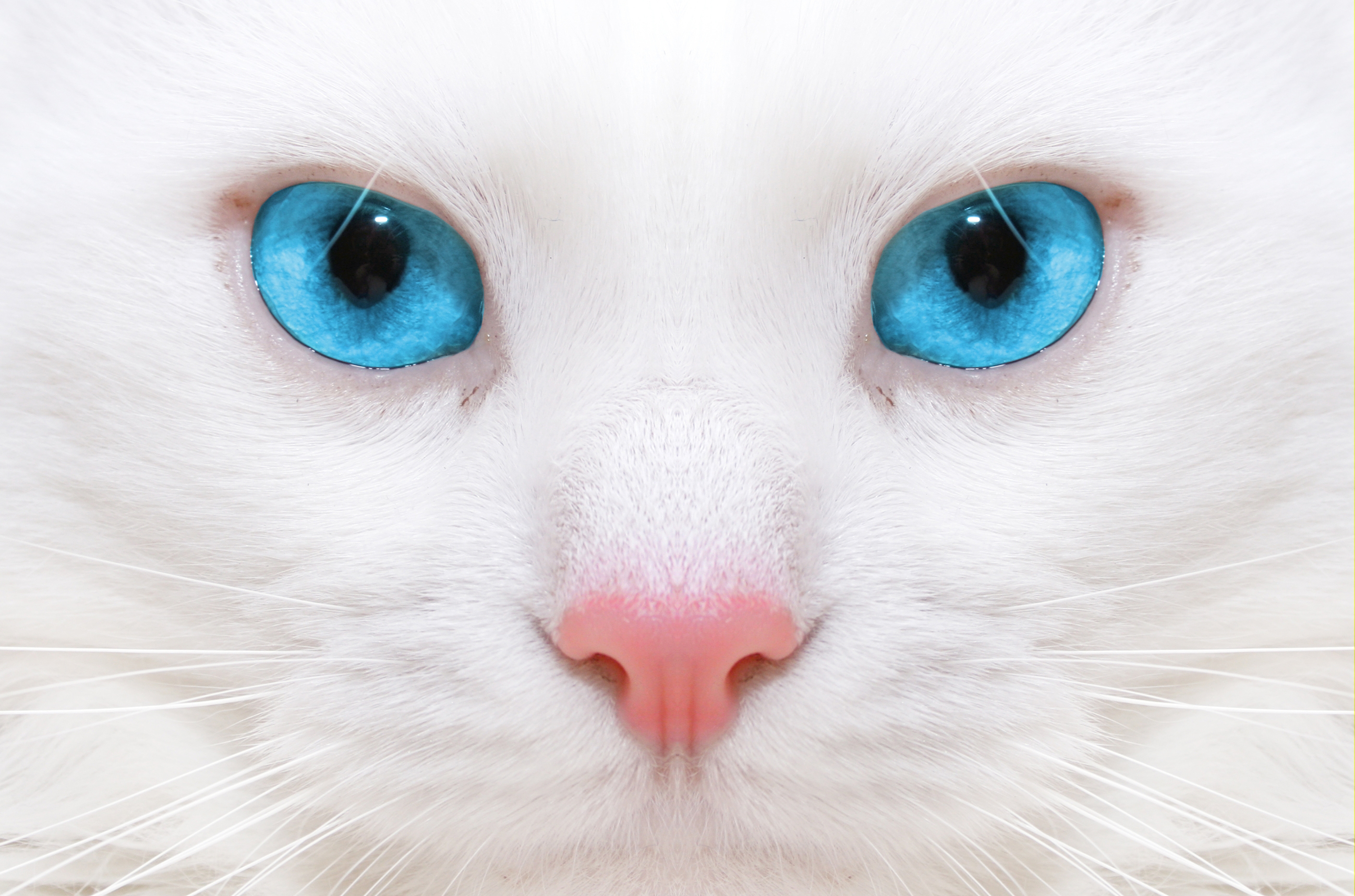 Descargar las imágenes de Gato Blanco gratis para teléfonos Android y  iPhone, fondos de pantalla de Gato Blanco para teléfonos móviles