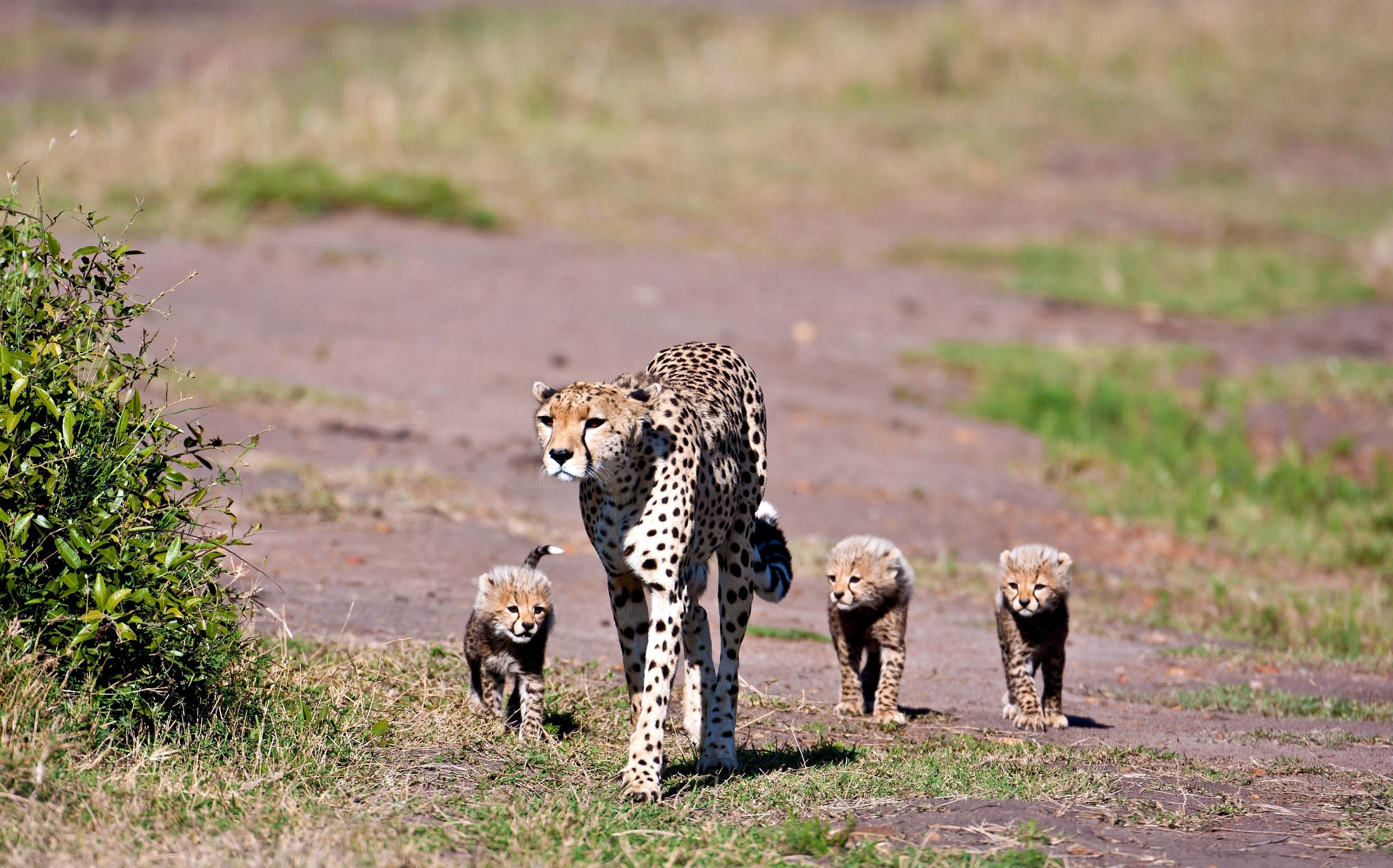 Laden Sie das Tiere, Leopards, Bummel, Spaziergang, Jungen, Jung-Bild kostenlos auf Ihren PC-Desktop herunter