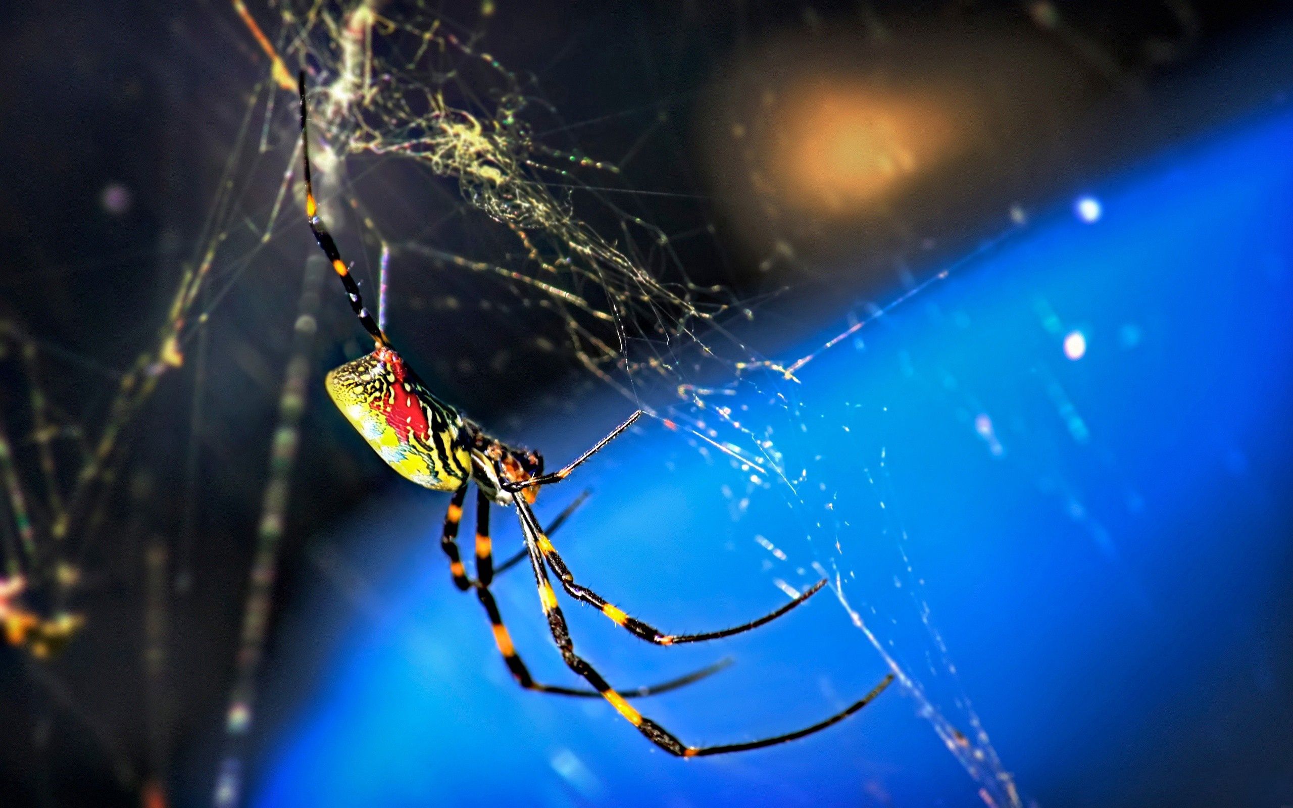 web, macro, spider, weaving, braiding wallpapers for tablet