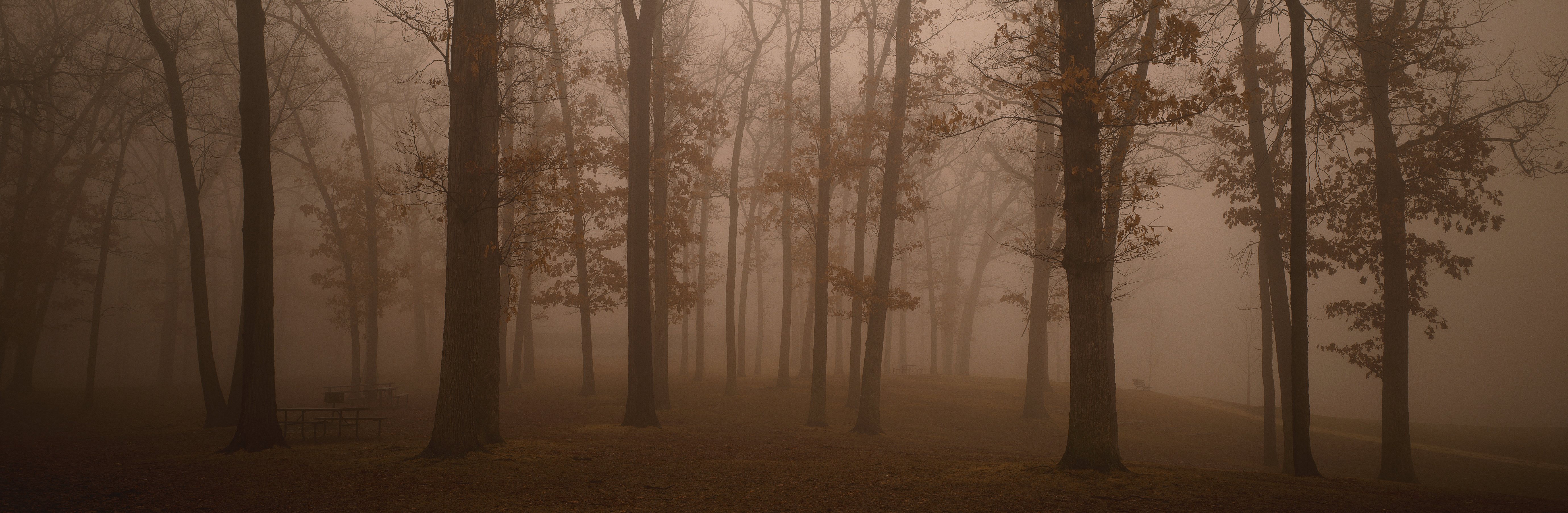 1080p Wallpaper earth, forest Fog