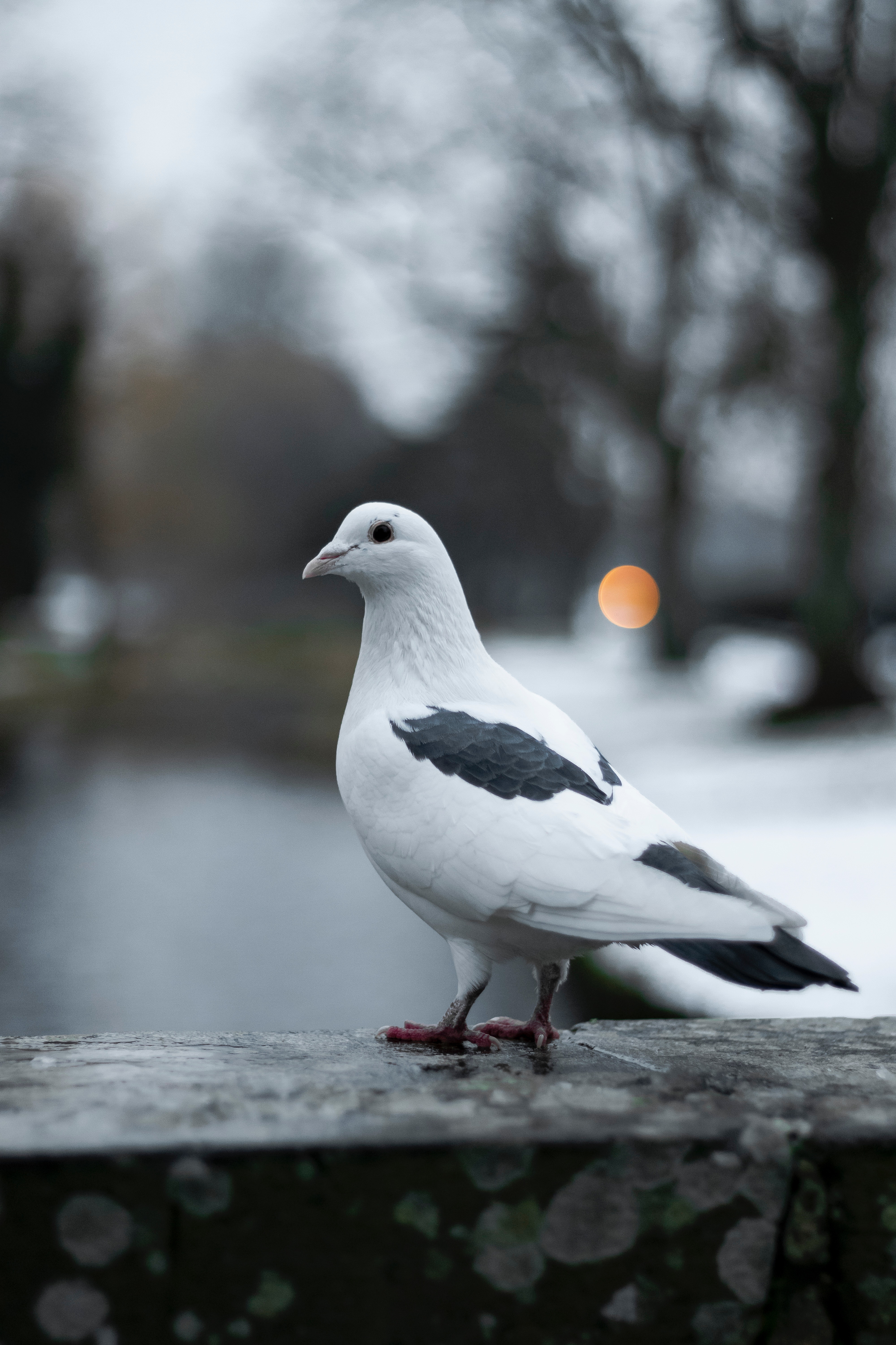 smooth, dove, white, bird, animals, blur 8K