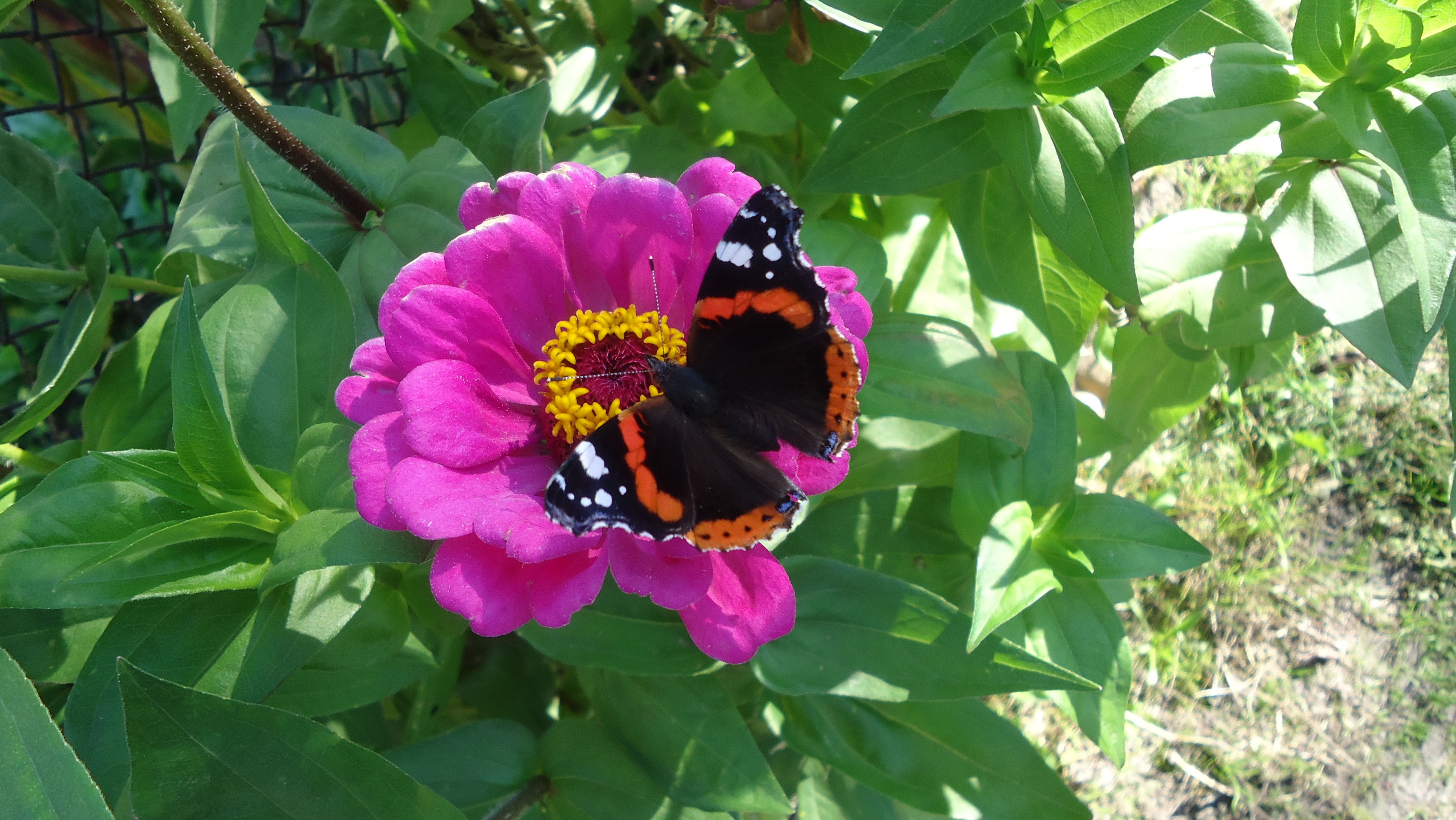 butterfly, animals, summer, flower QHD