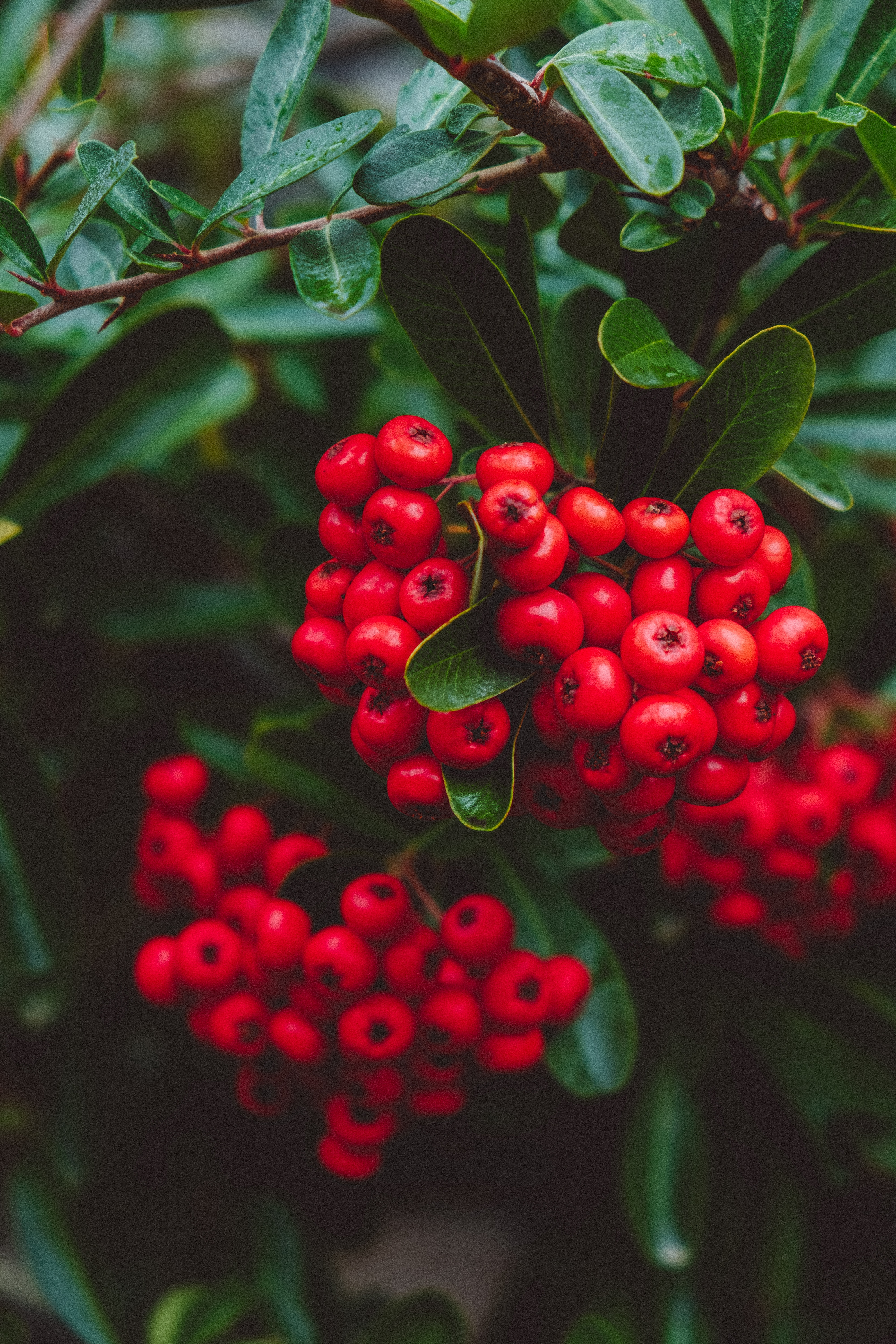 Mobile wallpaper clusters, berries, red, plant, macro, bunches
