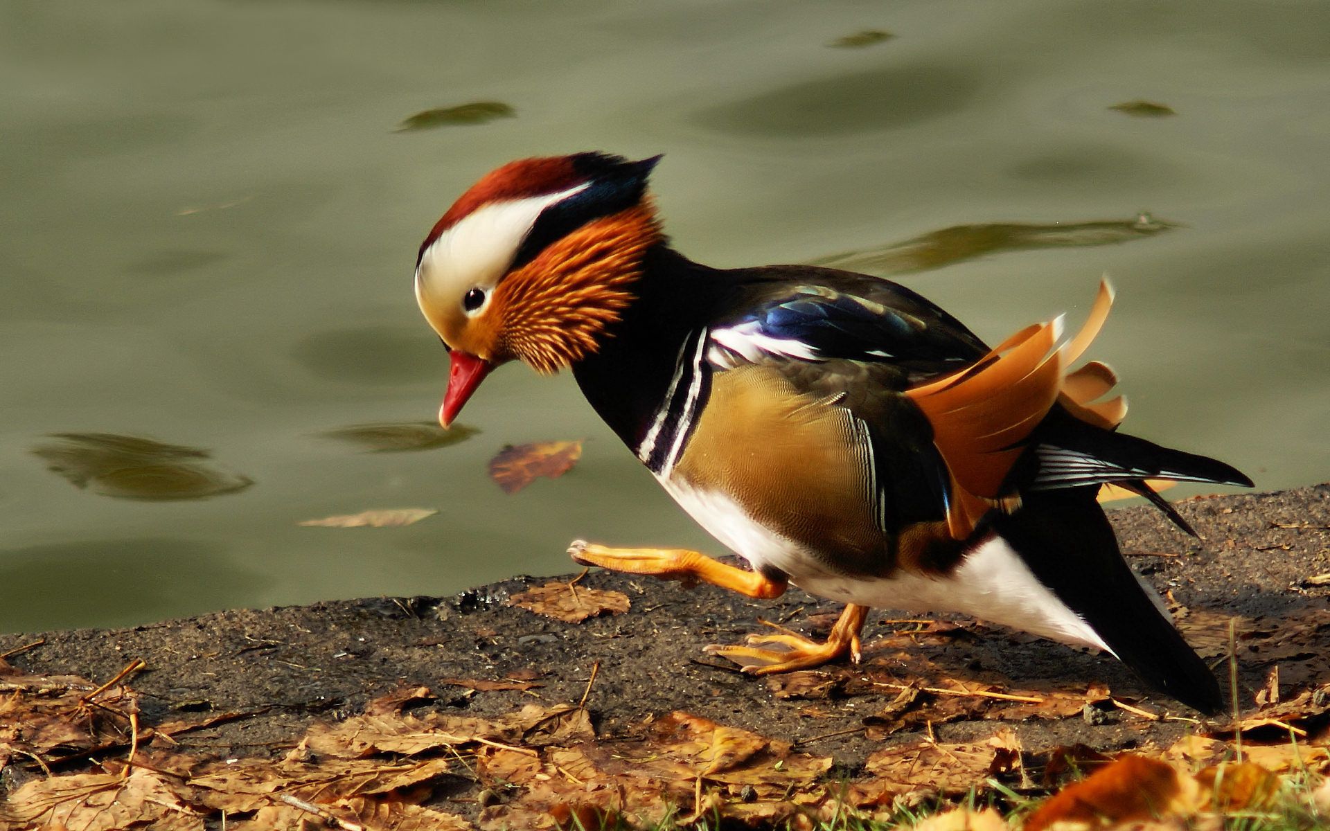 pond, animals, feather, bird, color, mandarin duck