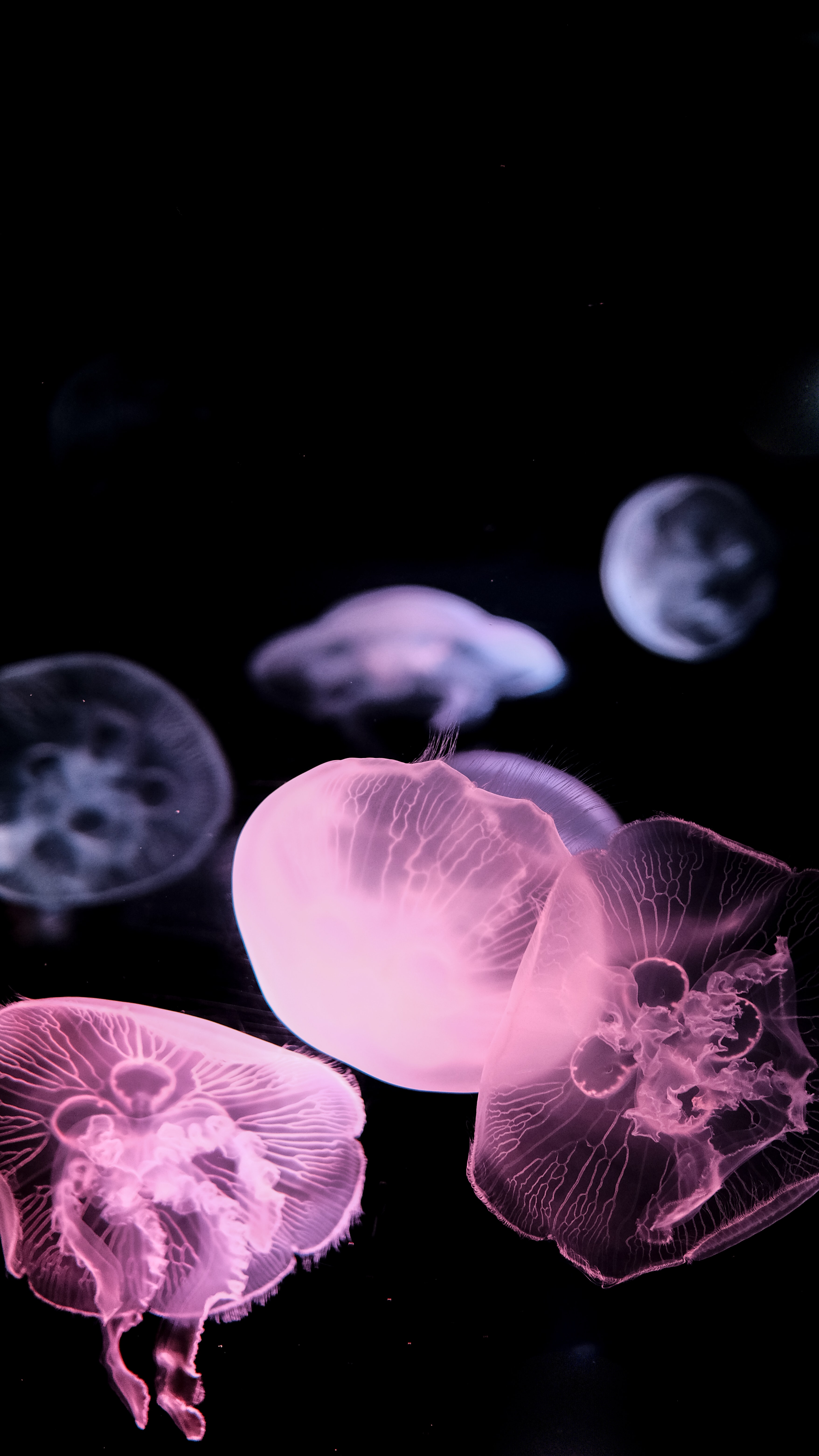 jellyfish, black, animals, underwater world, tentacle cellphone