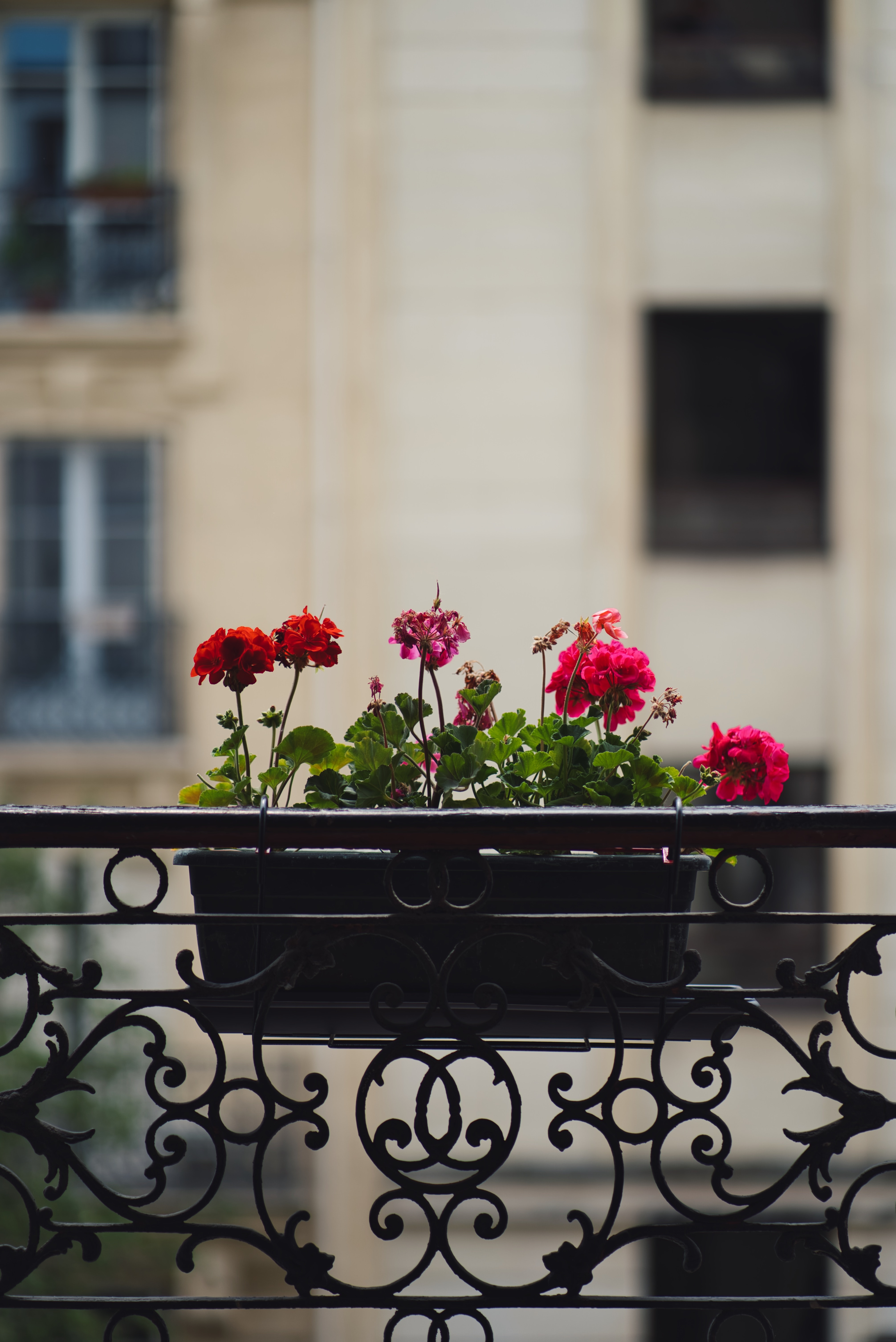 balcony, flowers, plant, pot, geranium