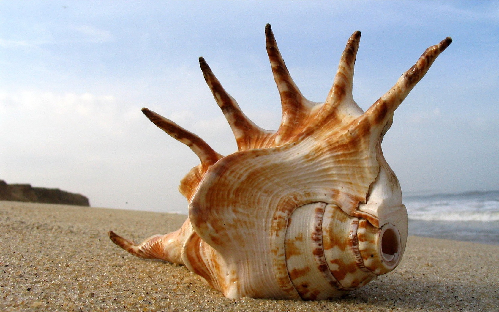 10398 Hintergrundbild herunterladen landschaft, sea, strand, shells, orange - Bildschirmschoner und Bilder kostenlos