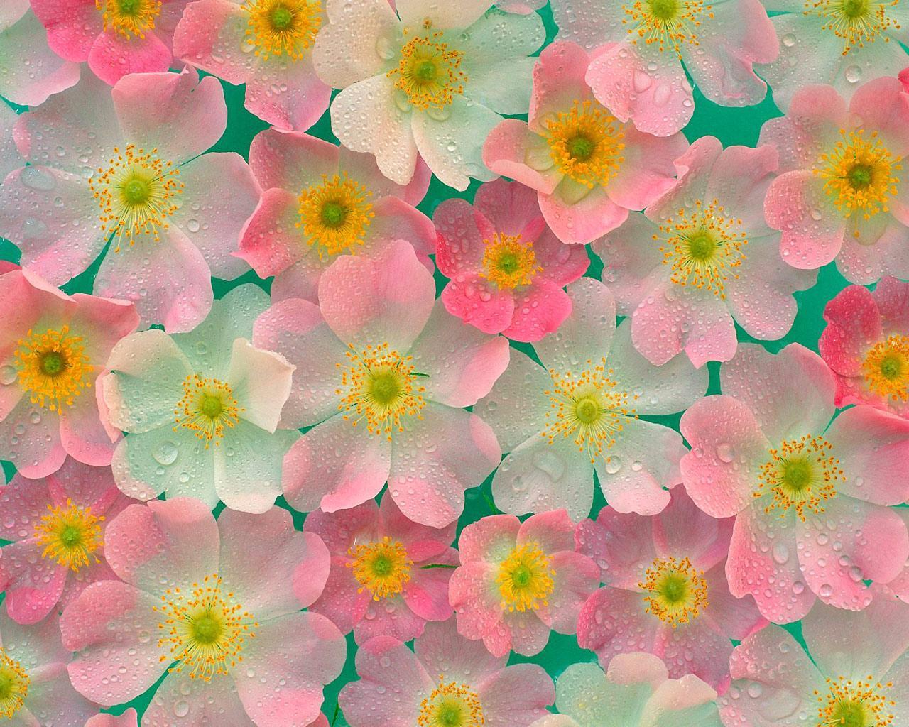 High Definition Flowers background
