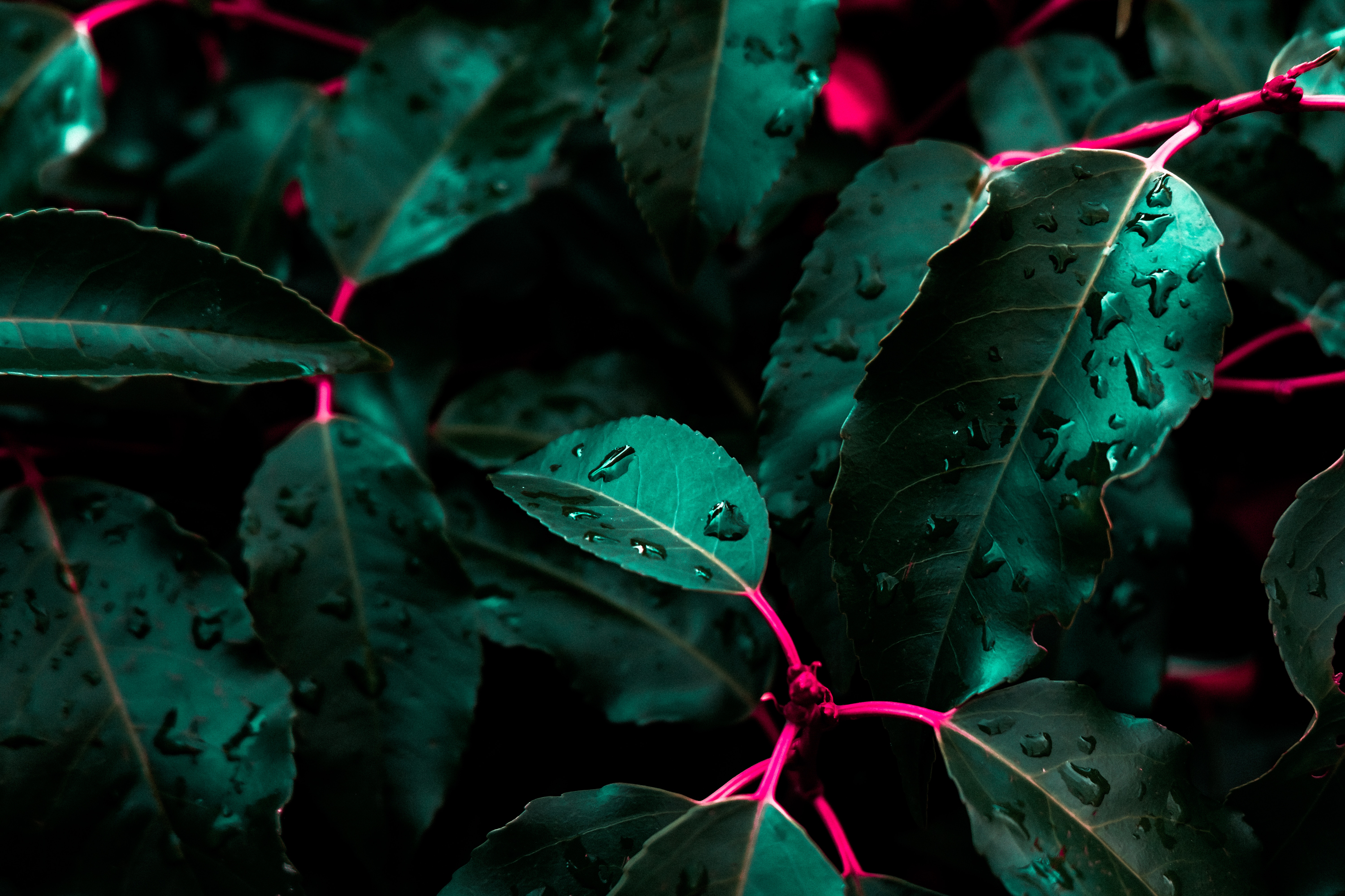 Macro leaves, drops, bush 4K Wallpaper