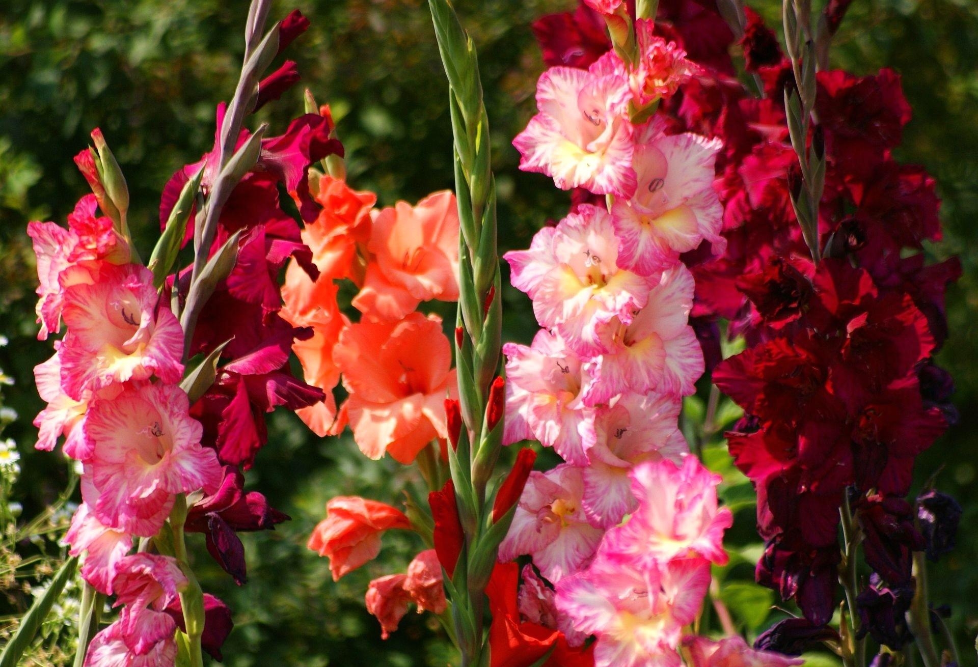 64473 download wallpaper bright, flowers, gladiolus, shine, light, flower bed, flowerbed screensavers and pictures for free