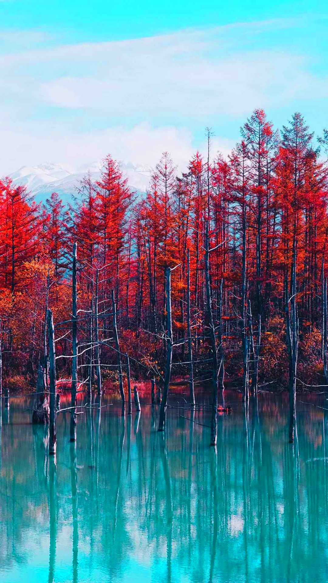 1364574壁紙のダウンロード北海道, 地球, 池, 木, 秋, 日本-スクリーンセーバーと写真を無料で