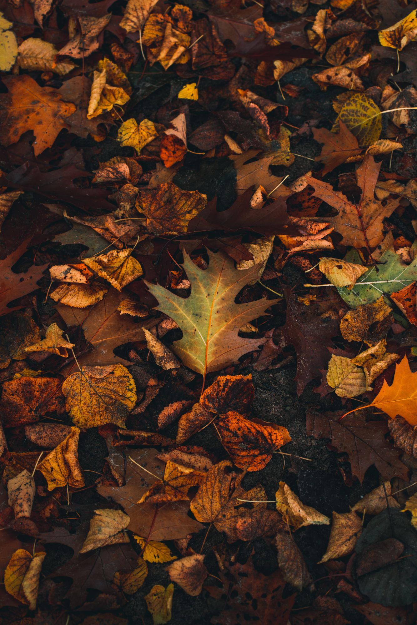 Download mobile wallpaper: Brown, Fallen Leaves, Leaves, Macro, Autumn ...