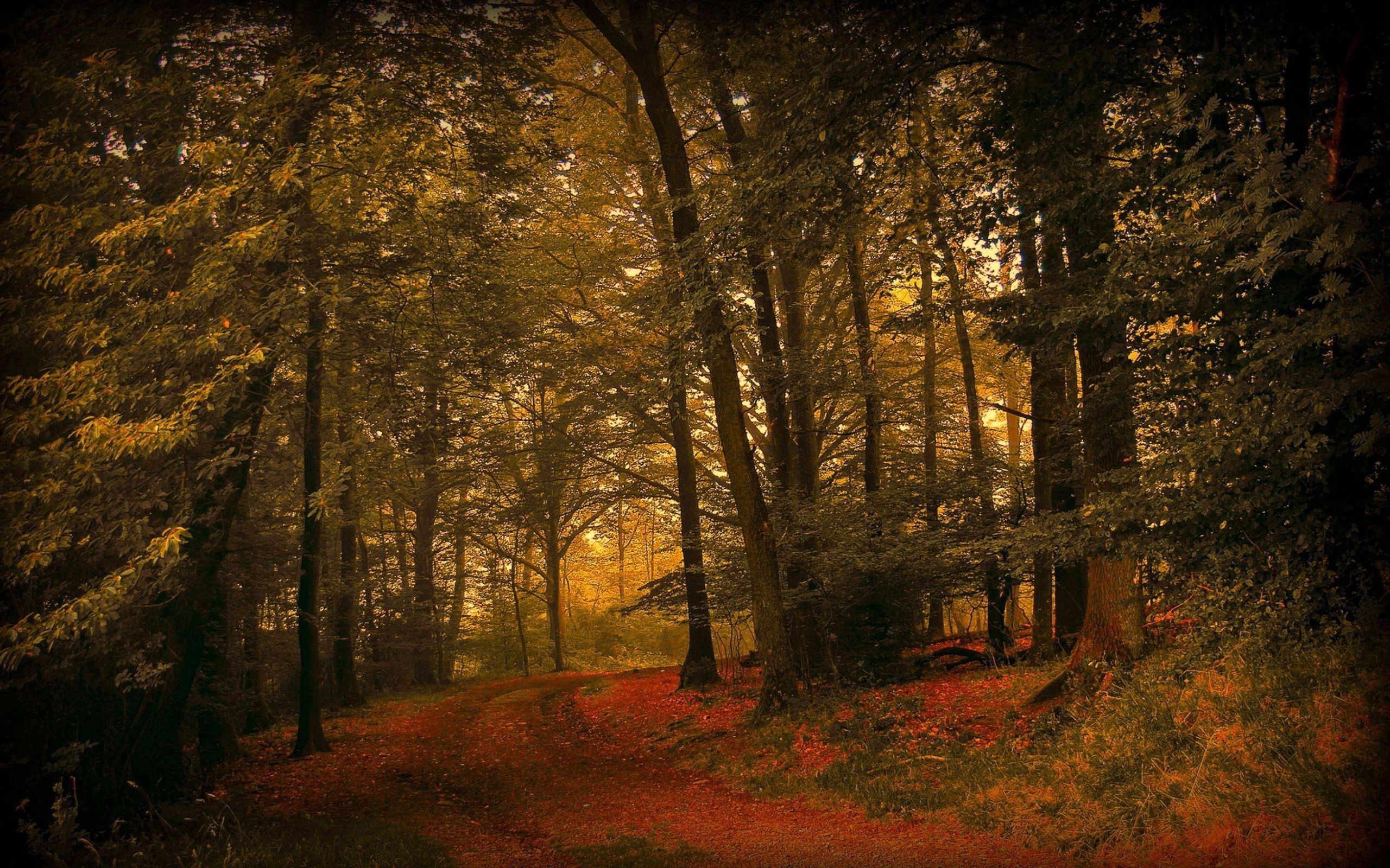 98973 descargar fondo de pantalla otoño, naturaleza, hierba, hojas, bosque: protectores de pantalla e imágenes gratis