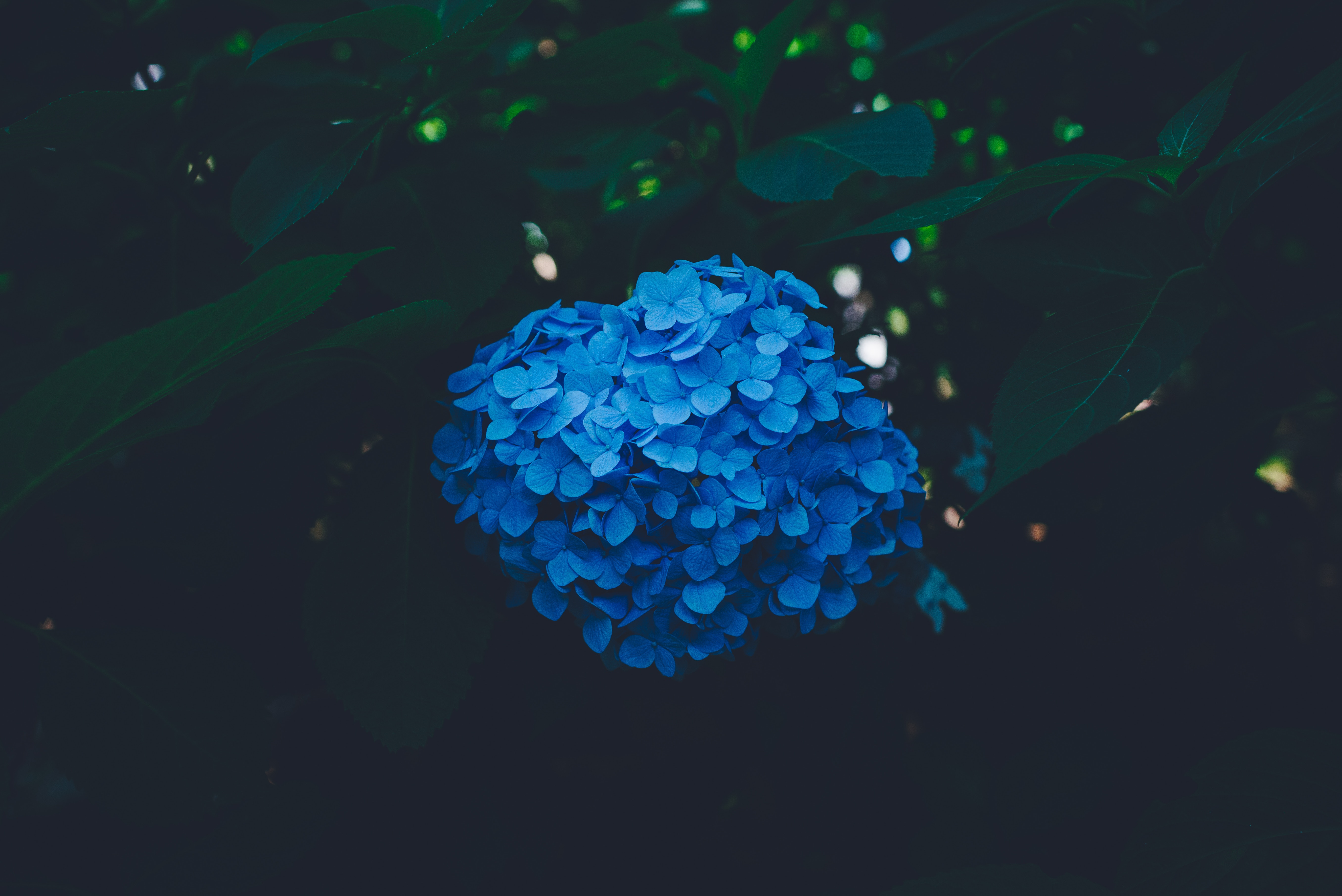 お使いの携帯電話の93687スクリーンセーバーと壁紙紫陽花。 あじさい, 花序, 青い, 青の写真を無料でダウンロード