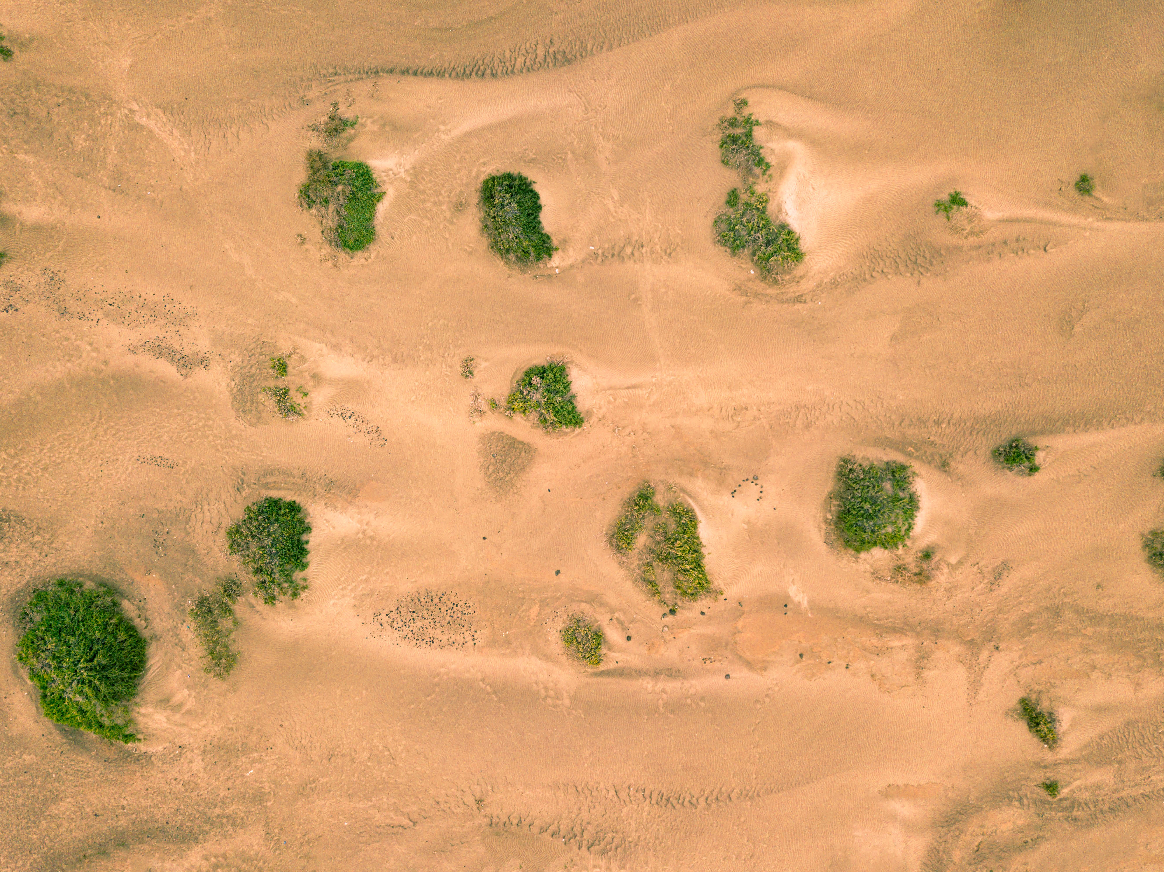 Handy-Wallpaper Natur, Sand, Wüste, Vegetation, Dünen, Links kostenlos herunterladen.