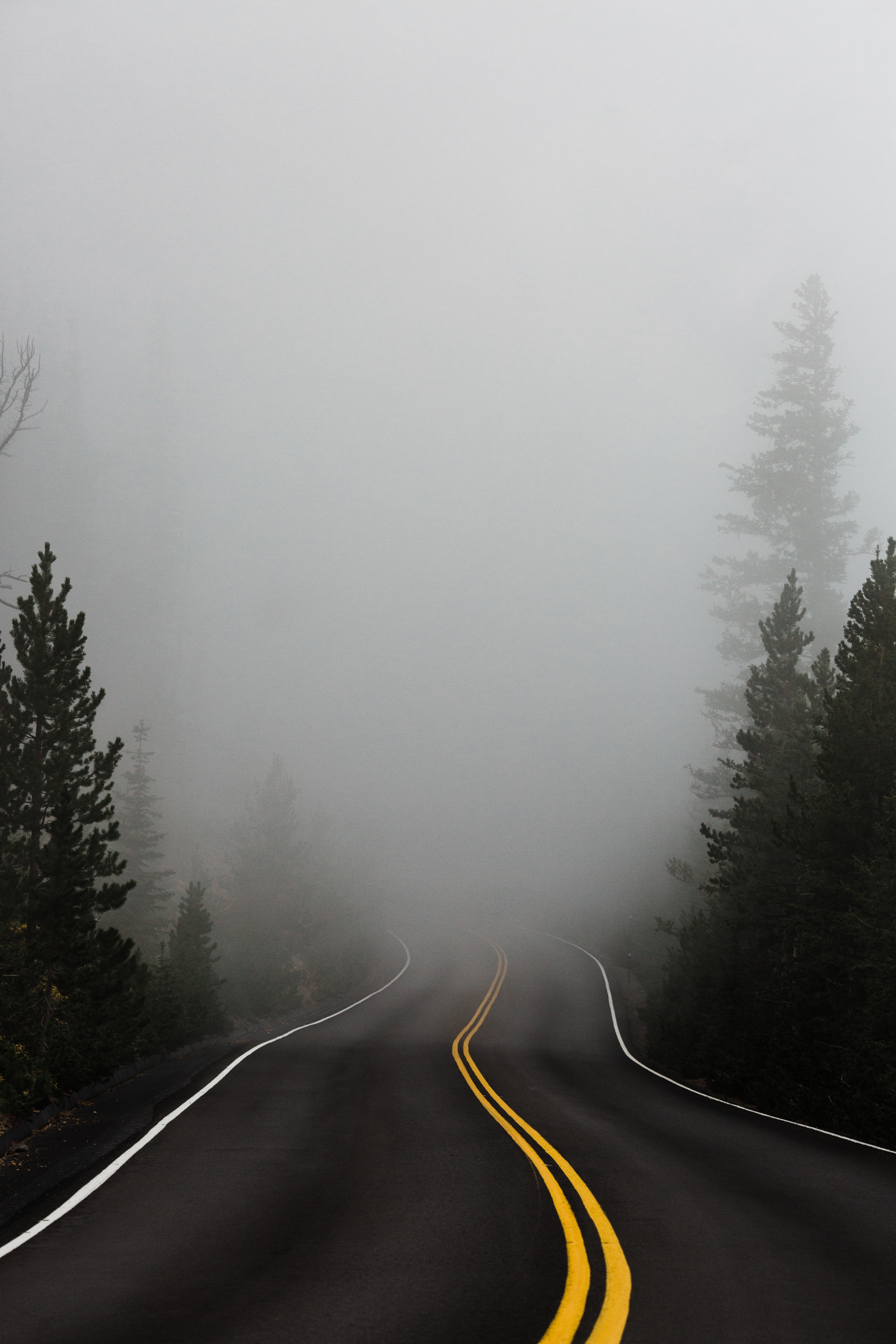 110387 download wallpaper road, nature, trees, turn, markup, fog, asphalt screensavers and pictures for free