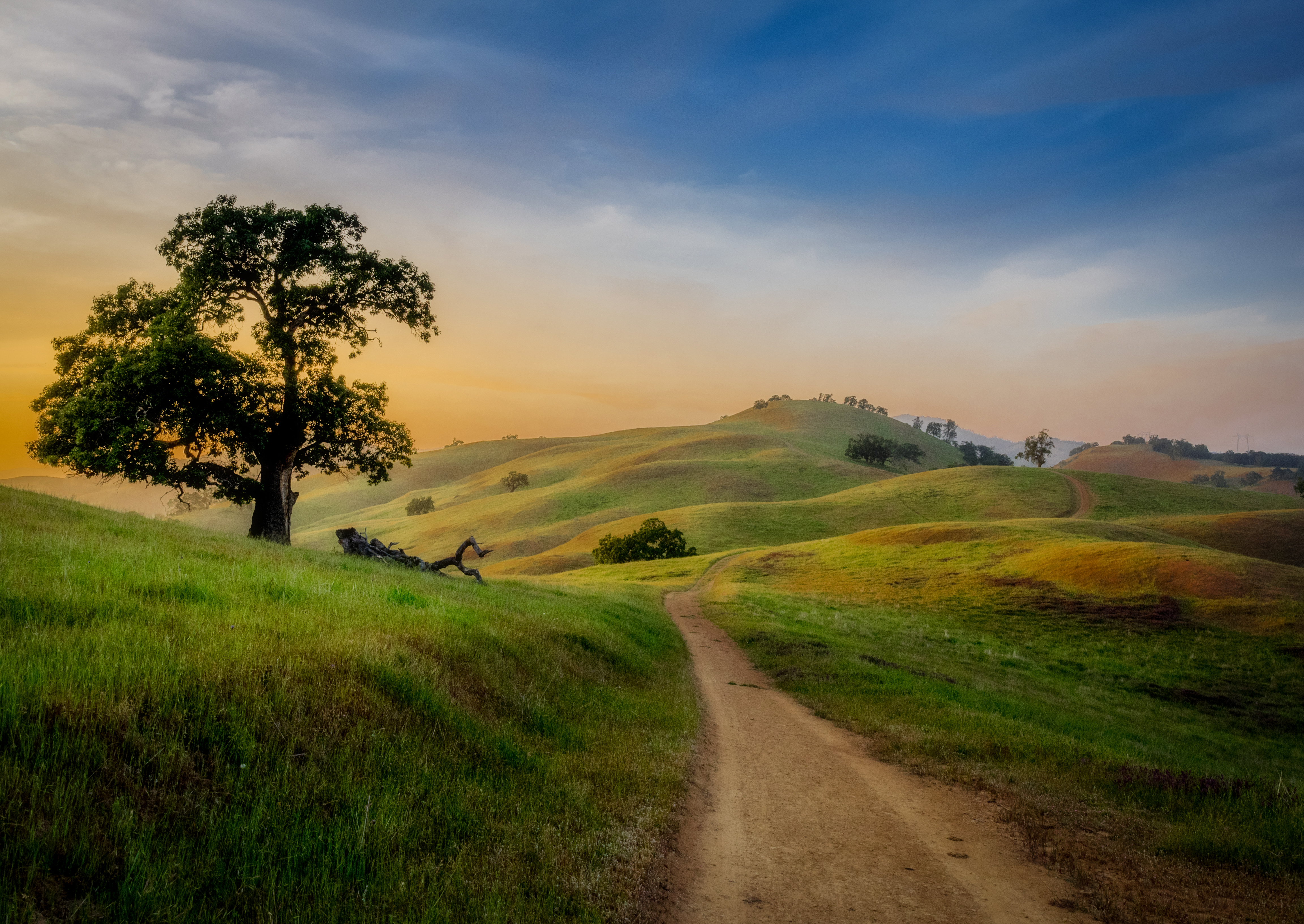 earth, path, tree, spring Square Wallpapers