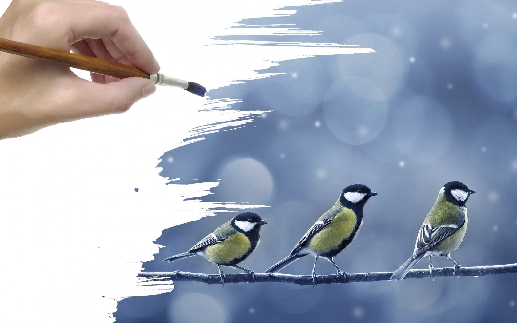 art, birds, titmouse, snow Cell Phone Image