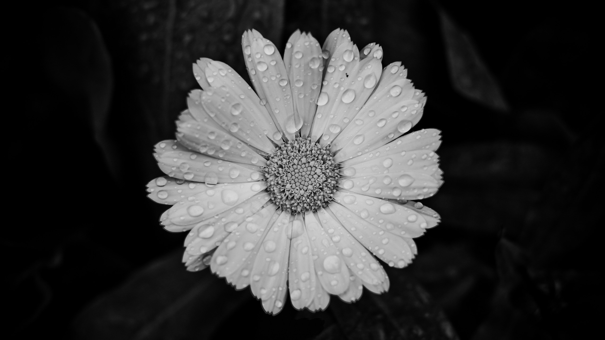  Daisy HD Android Wallpapers