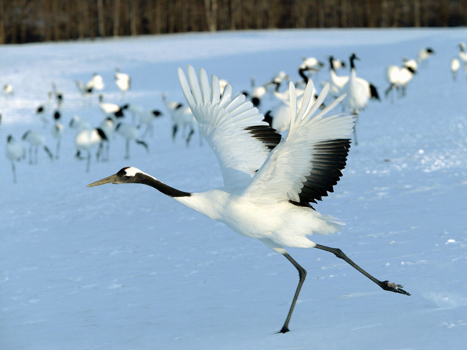 Laden Sie das Tiere, Schnee, Vogel, Flug, Herde, Storch-Bild kostenlos auf Ihren PC-Desktop herunter