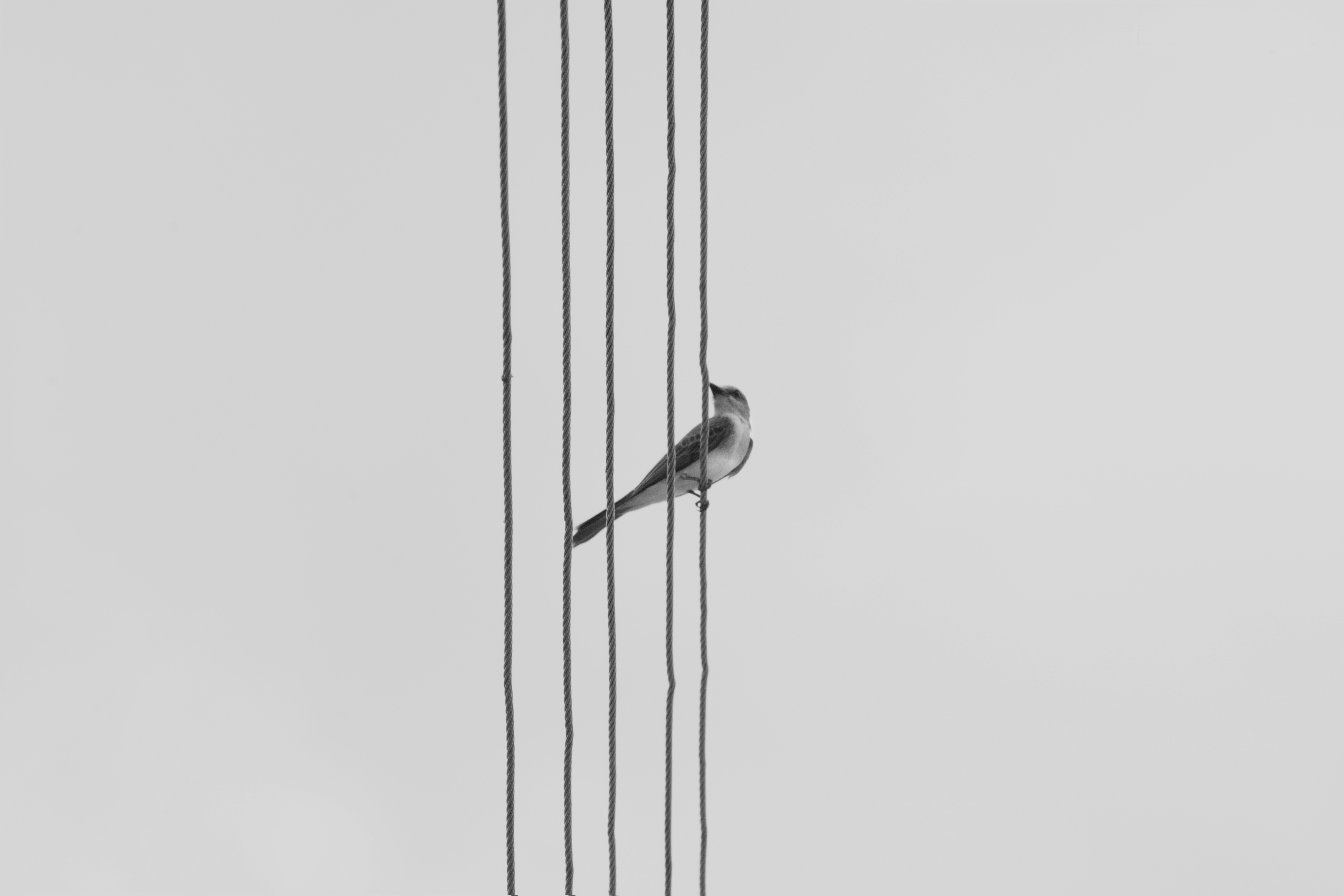 bird, minimalism, bw, chb, monochrome, wires, wire 4K Ultra