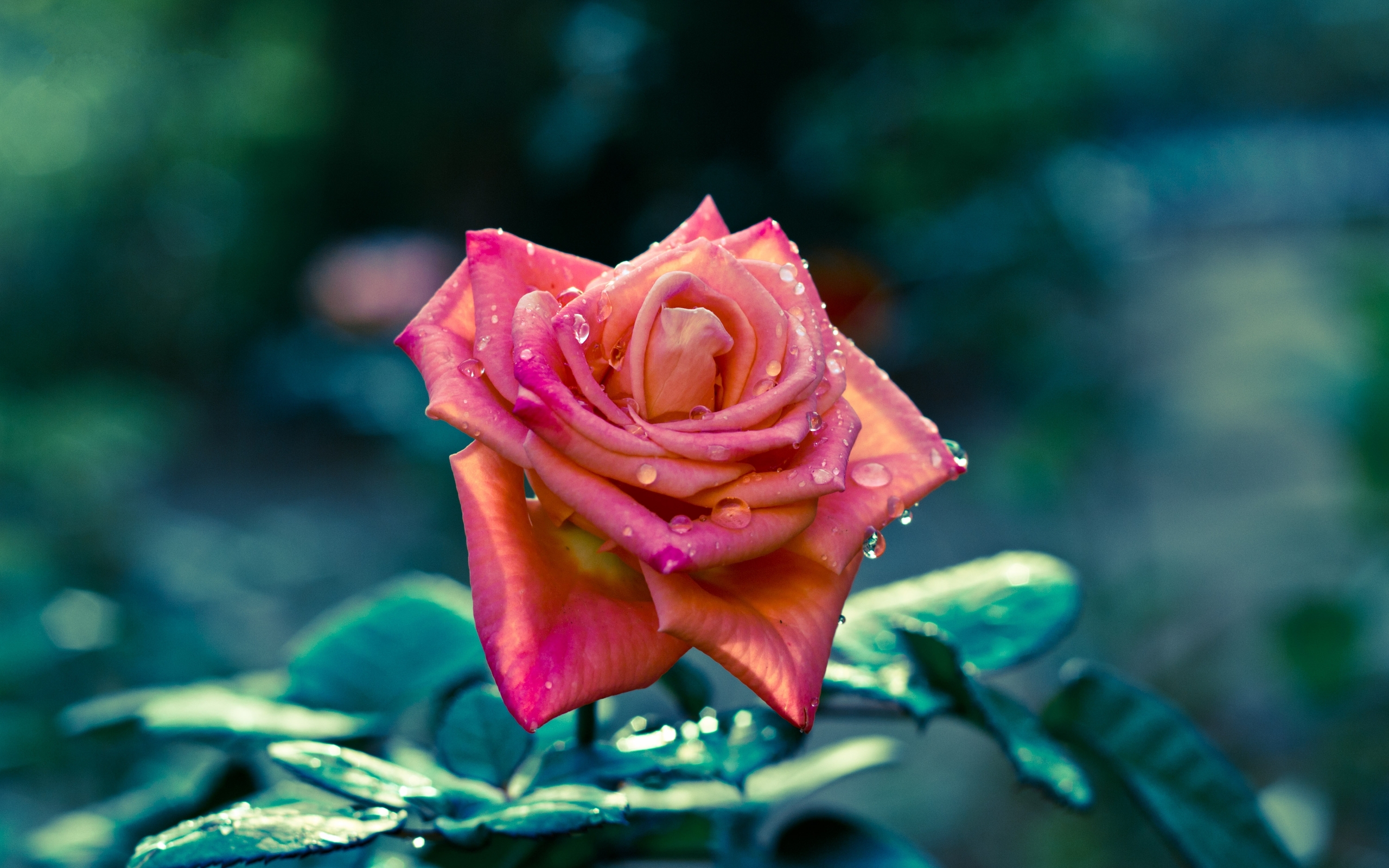 208088 Salvapantallas y fondos de pantalla Rosa en tu teléfono. Descarga imágenes de tierra/naturaleza, flor, flores gratis