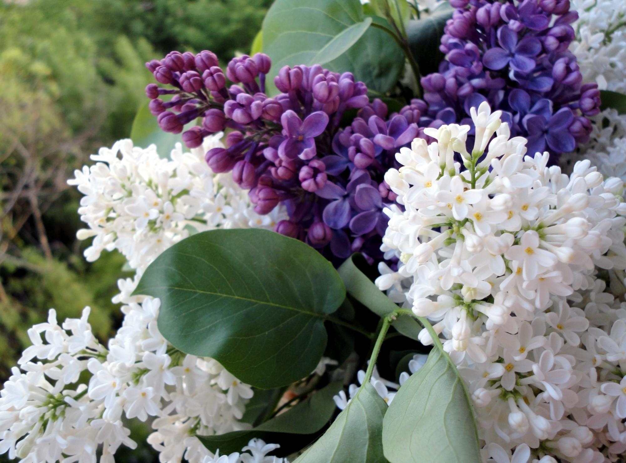 157028 Bildschirmschoner und Hintergrundbilder Blumen auf Ihrem Telefon. Laden Sie lilac, zweige, nahansicht, blühen Bilder kostenlos herunter