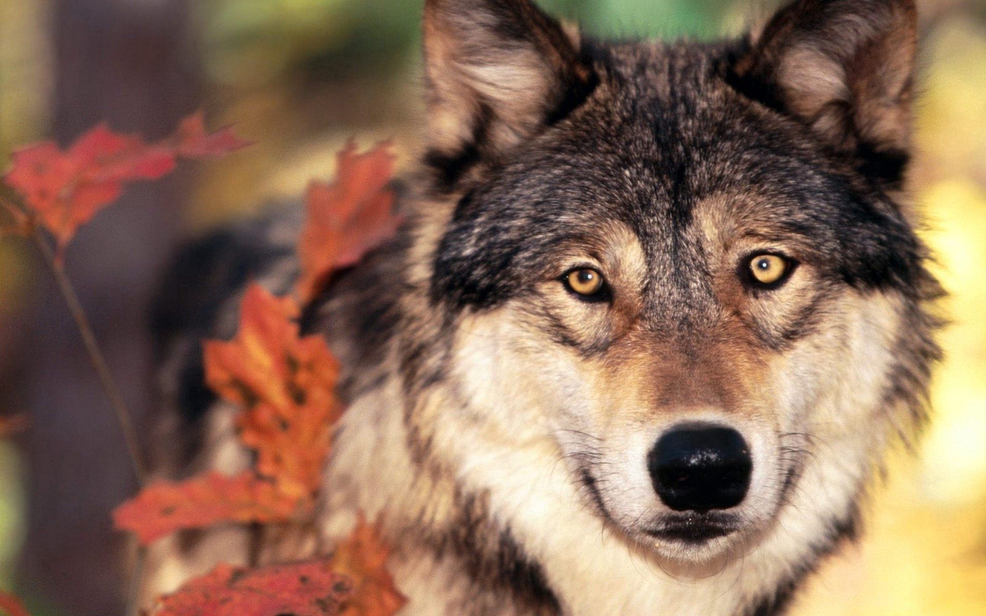 Laden Sie das Tiere, Grass, Blätter, Schnauze, Wolf, Sicht, Meinung-Bild kostenlos auf Ihren PC-Desktop herunter