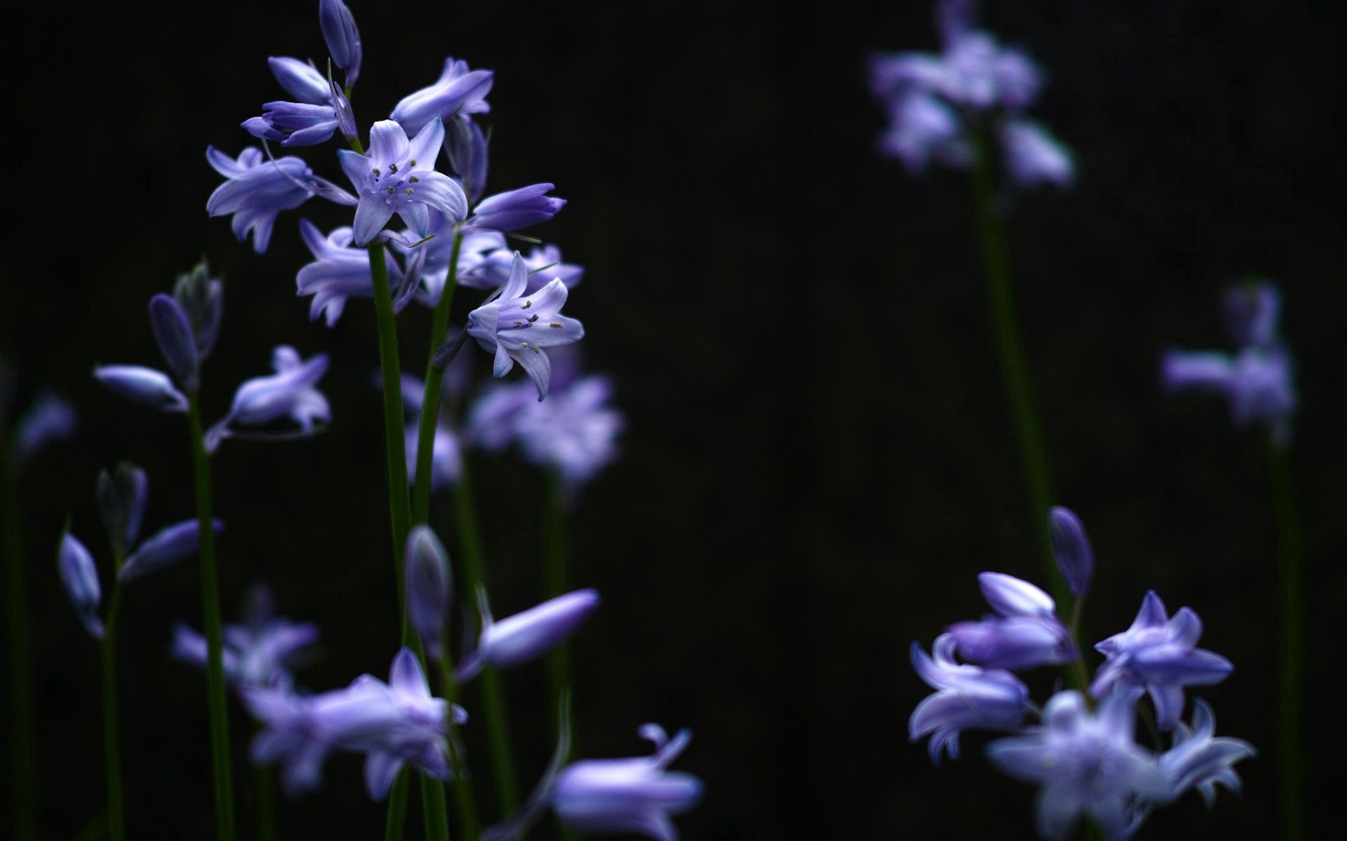 lilac, grass, macro, plant phone background