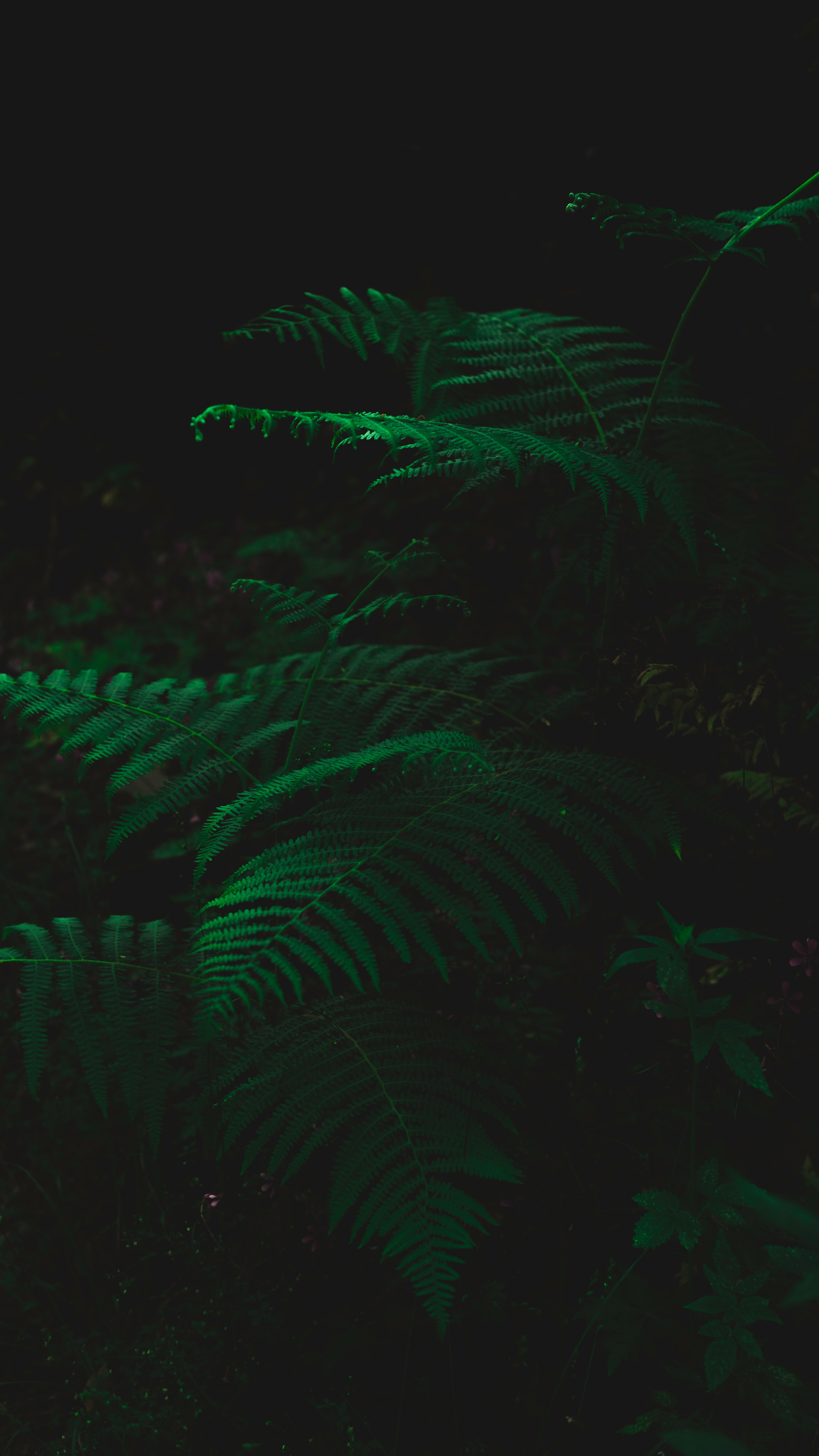 fern, leaves, dark, green, plant