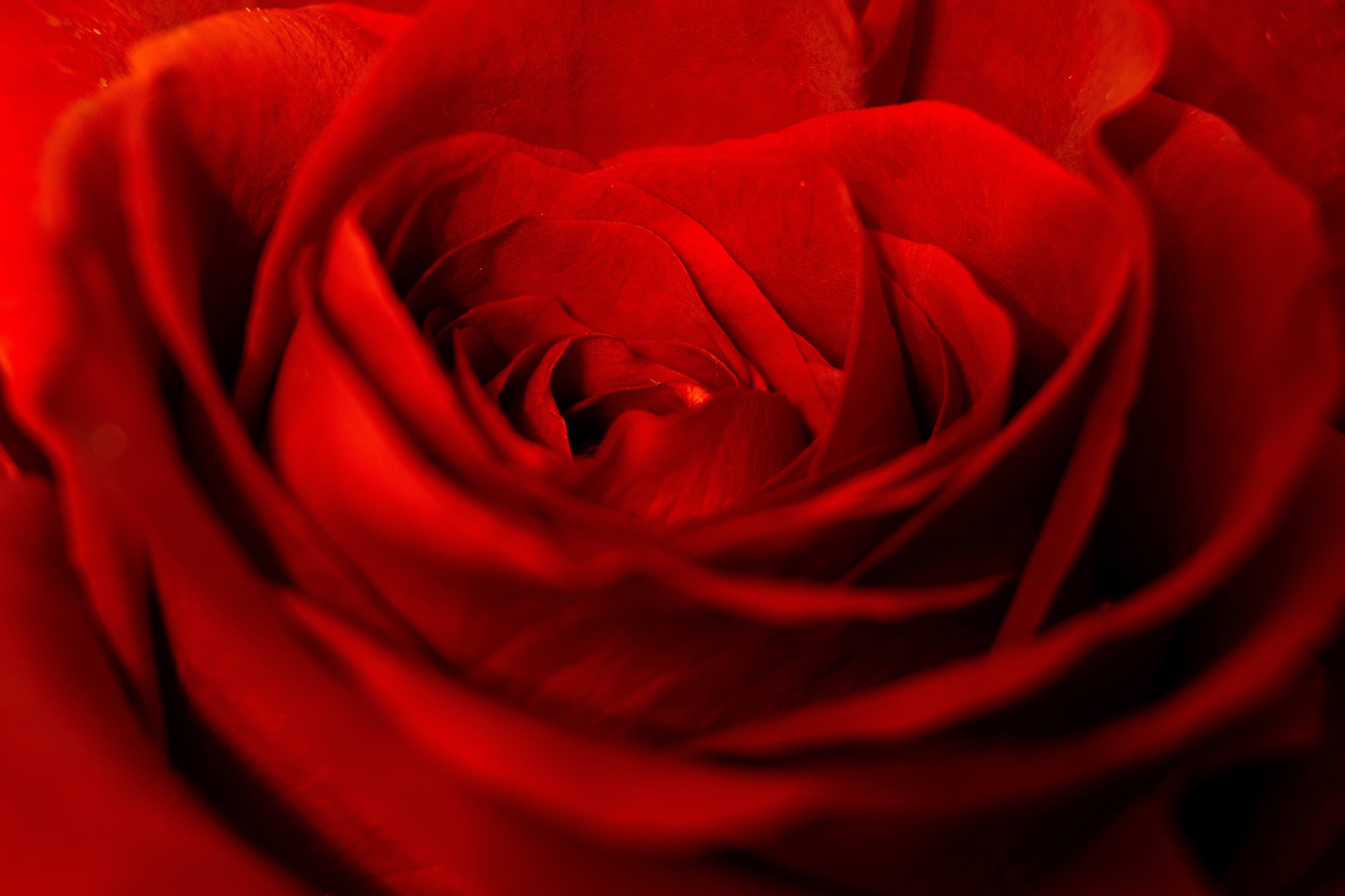 146355 économiseurs d'écran et fonds d'écran Une Rose sur votre téléphone. Téléchargez rouge, pétales, rose, fleurs images gratuitement
