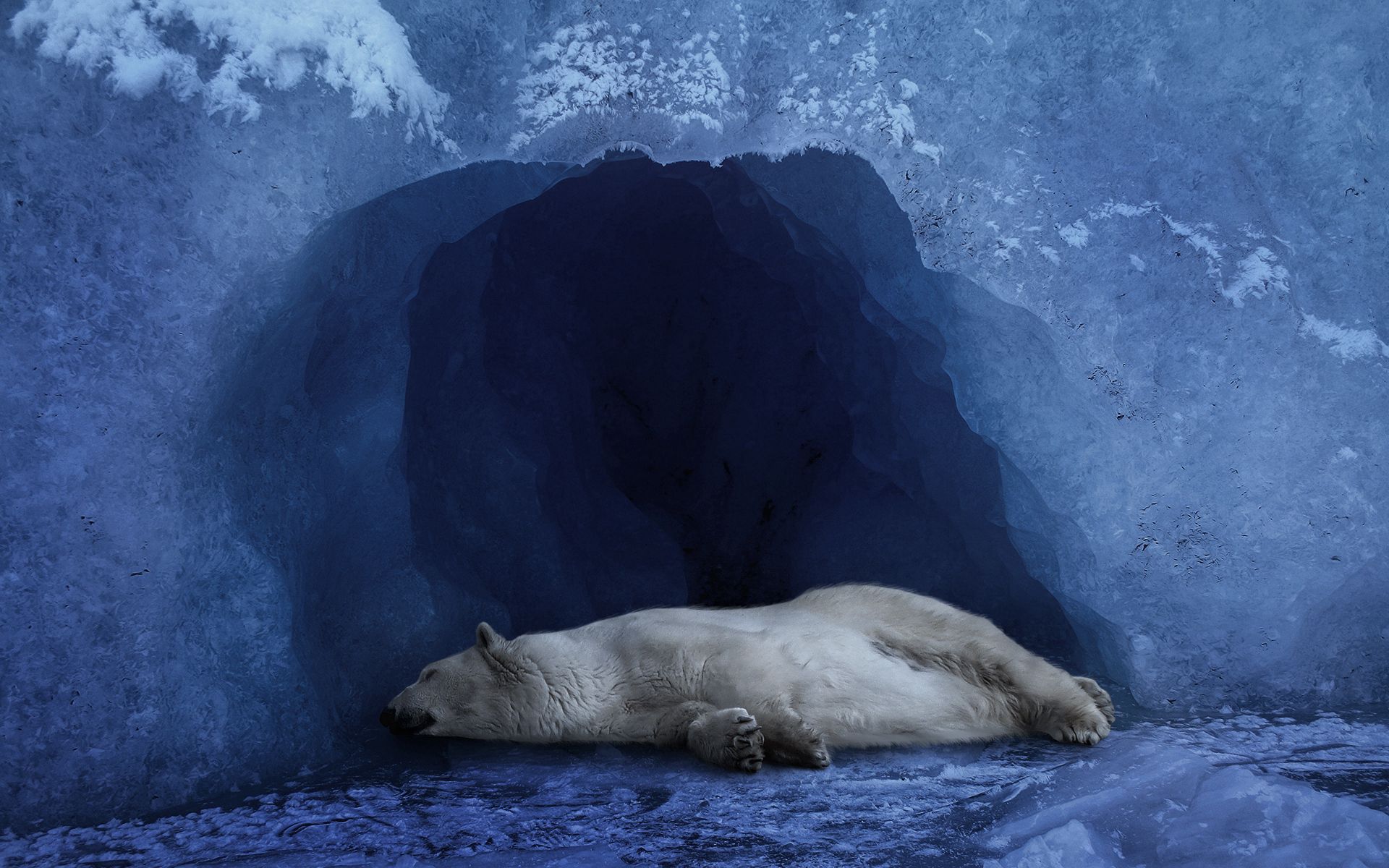 blue background, ice, animals 3d Wallpaper