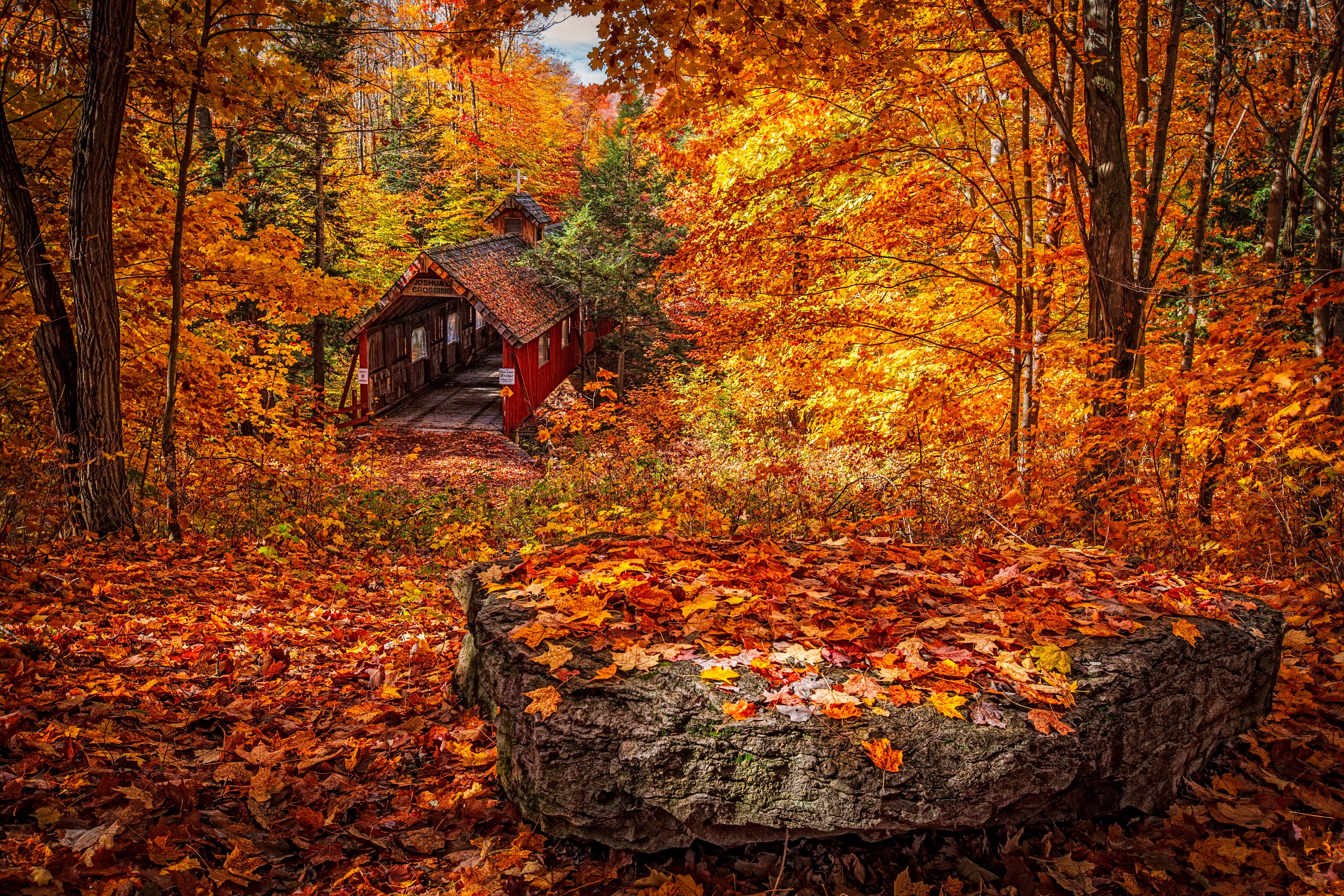 Laden Sie das Herbst, Natur, Struktur, Laub-Bild kostenlos auf Ihren PC-Desktop herunter