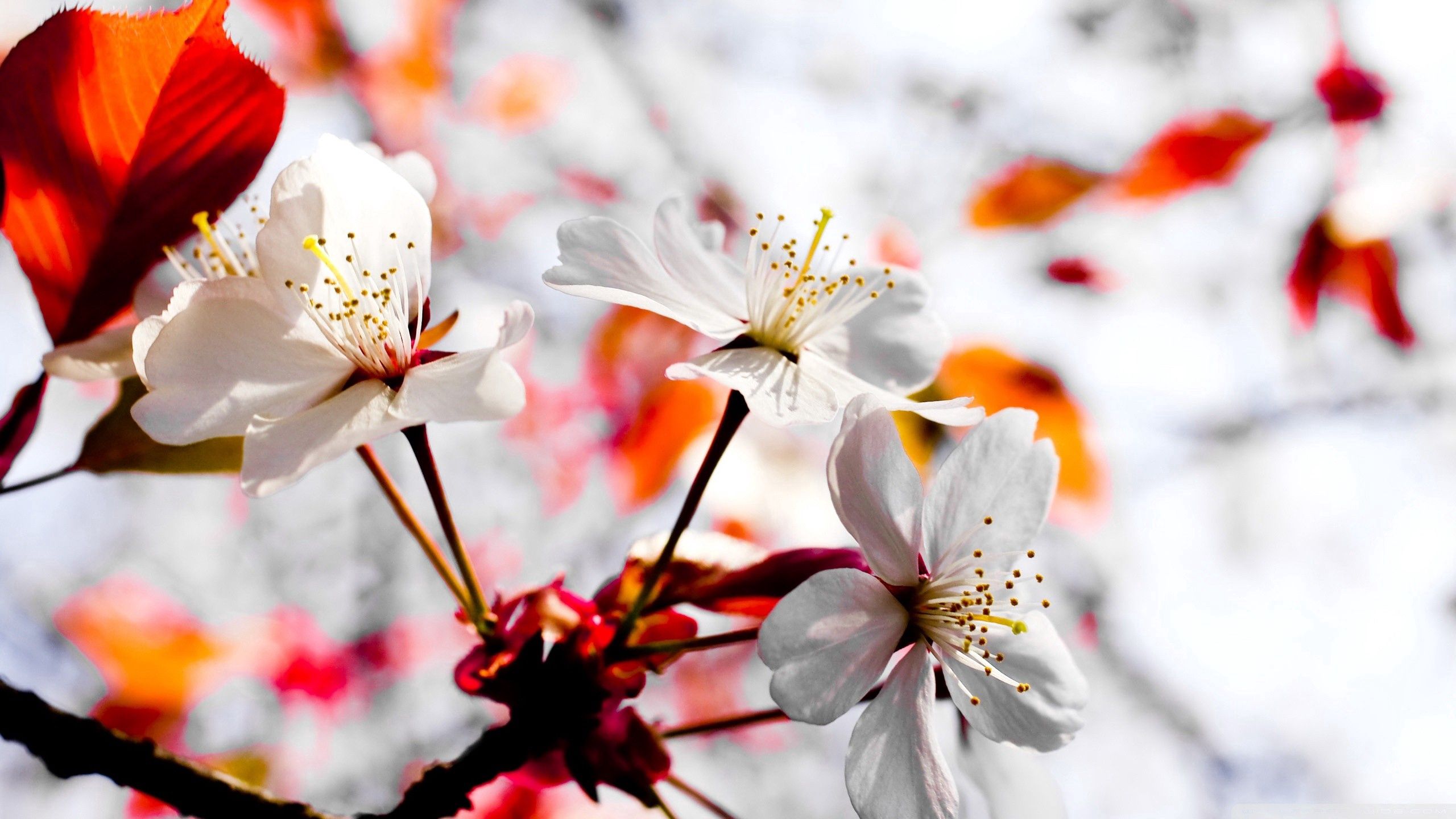 1080p pic flowering, light, bloom, flowers