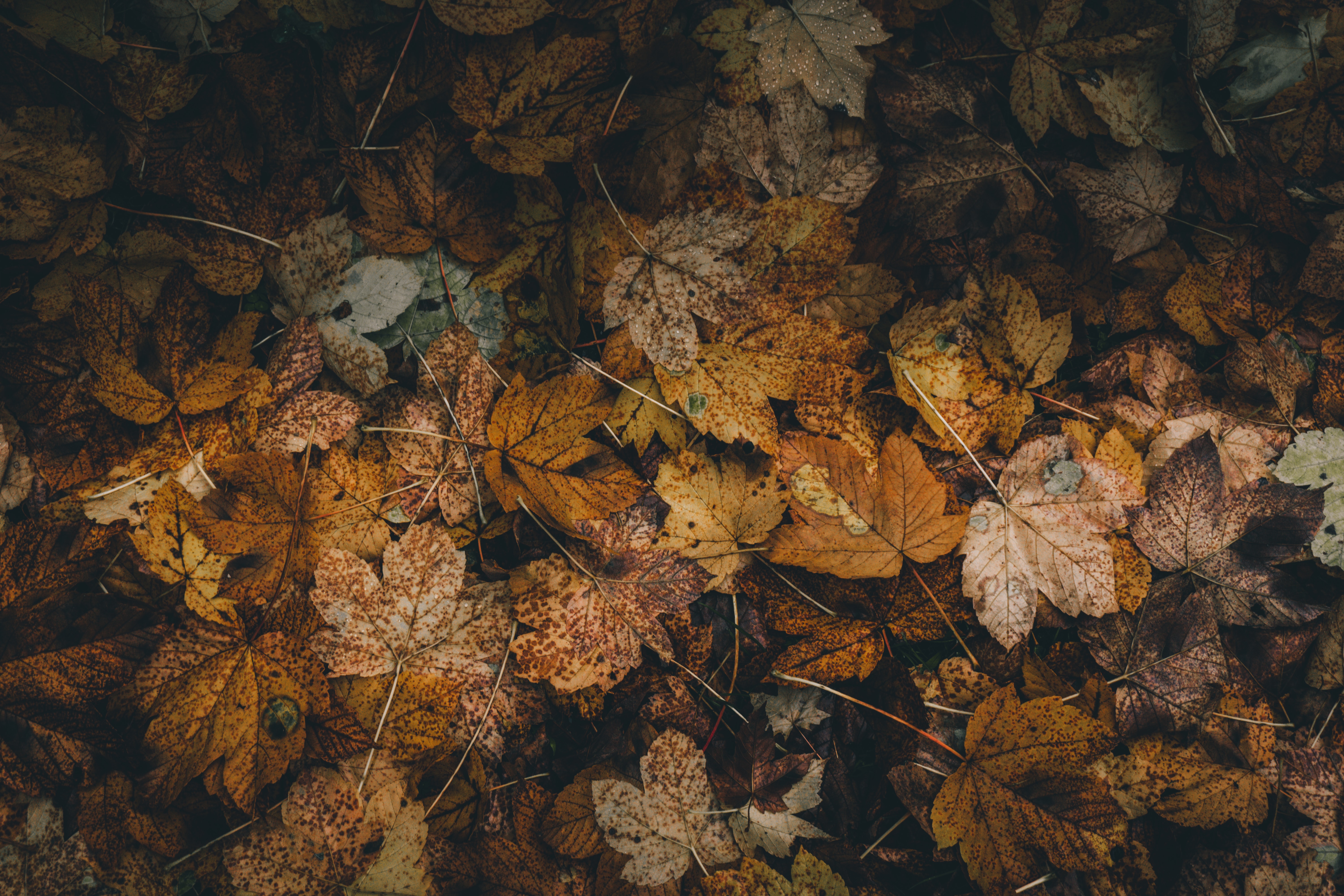 foliage, autumn, leaves, nature, dry, fallen