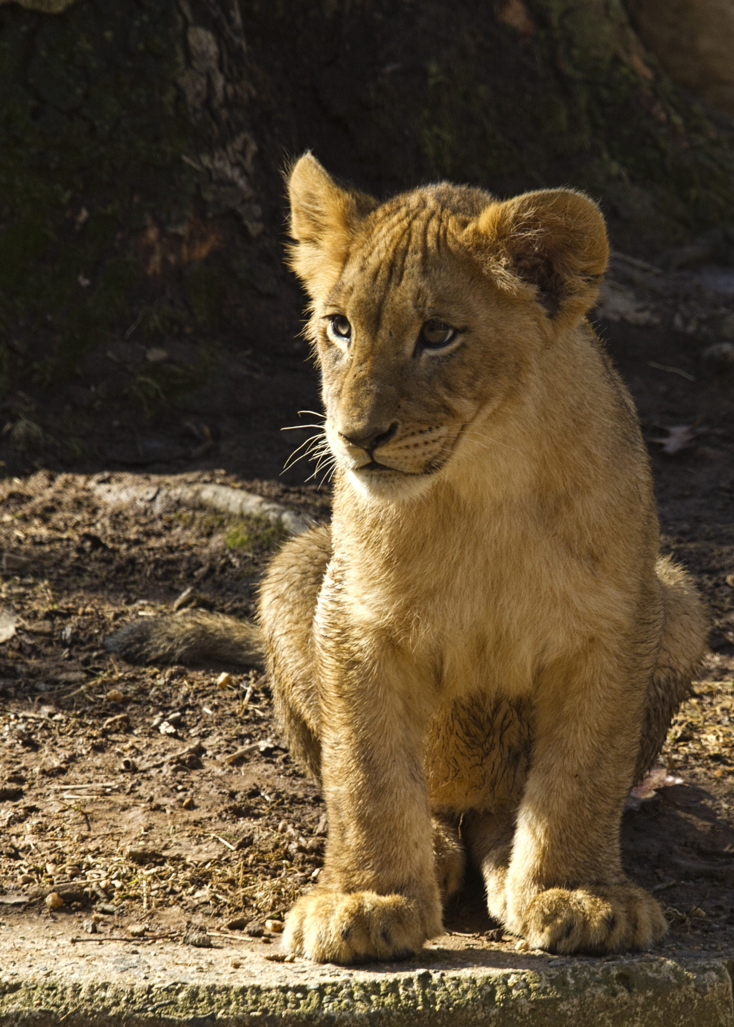 animals, lion cub, animal, predator Full HD
