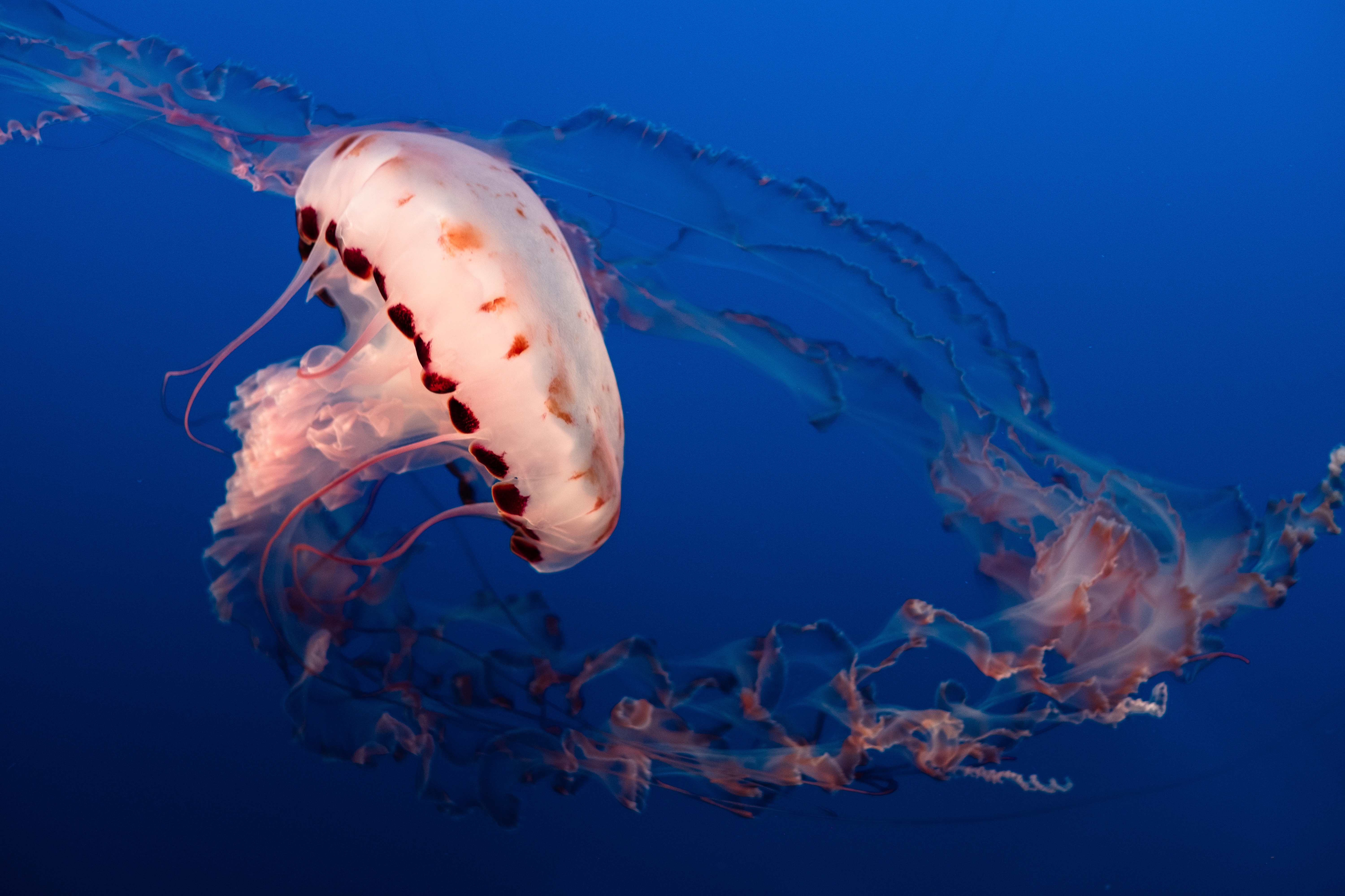 Laden Sie das Unterwasserwelt, Tiere, Ozean, Qualle, Aquarium, Tentakel, Die Tentakel-Bild kostenlos auf Ihren PC-Desktop herunter
