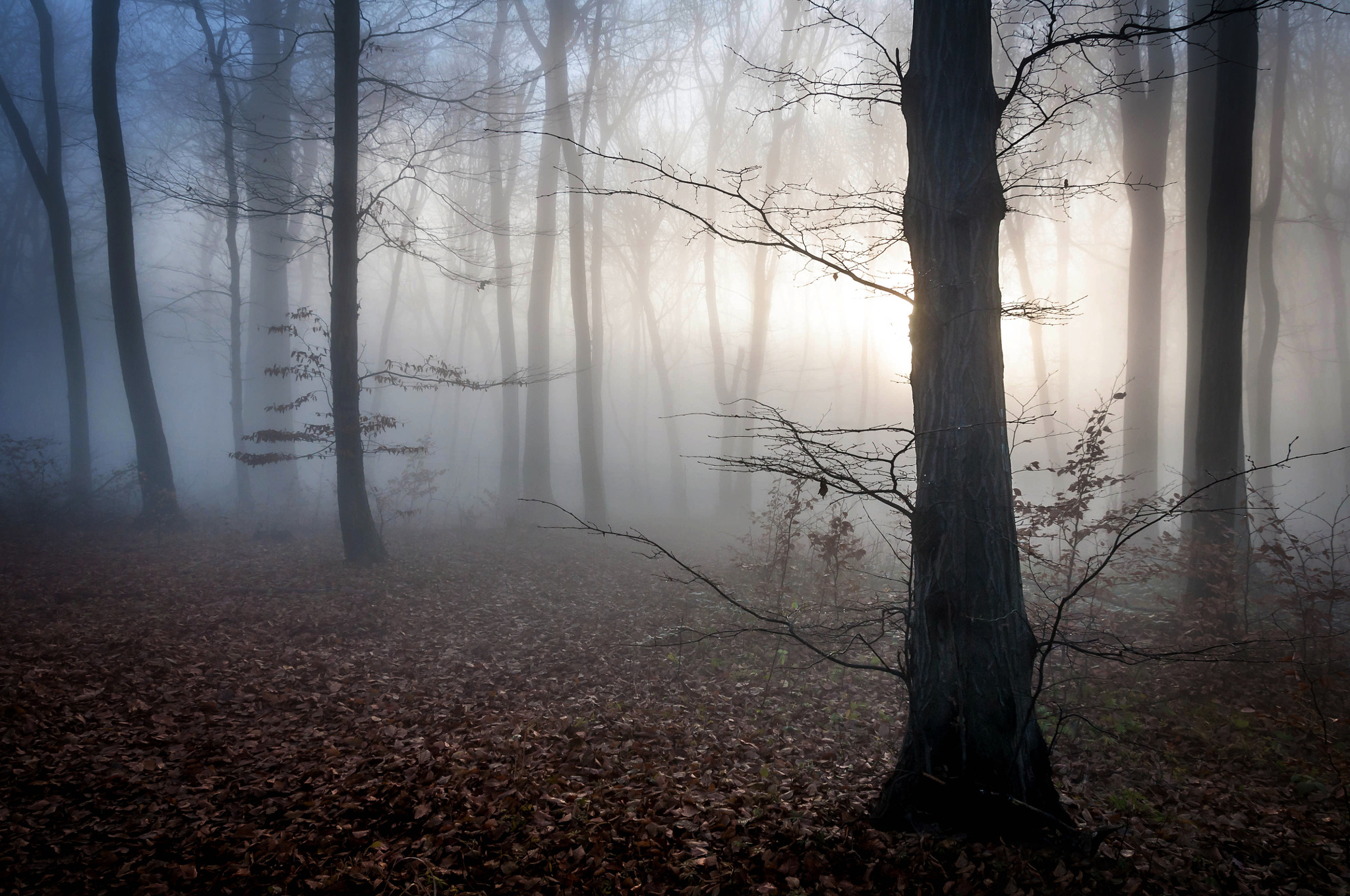 Handy-Wallpaper Natur, Bäume, Herbst, Nebel, Ungarn kostenlos herunterladen.