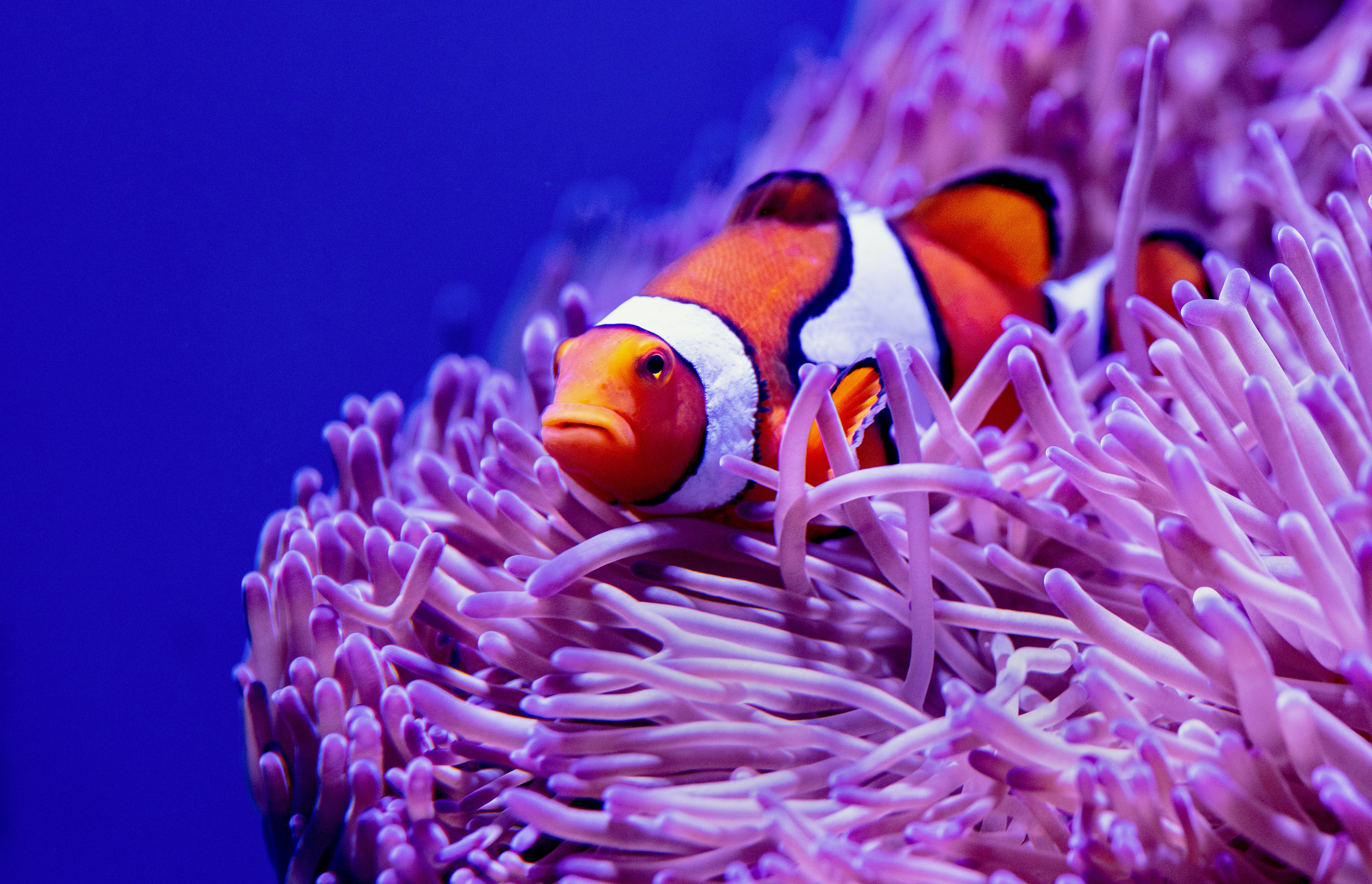 Mobile Wallpaper: Free HD Download [HQ] reef, animals, seaweed, clown fish