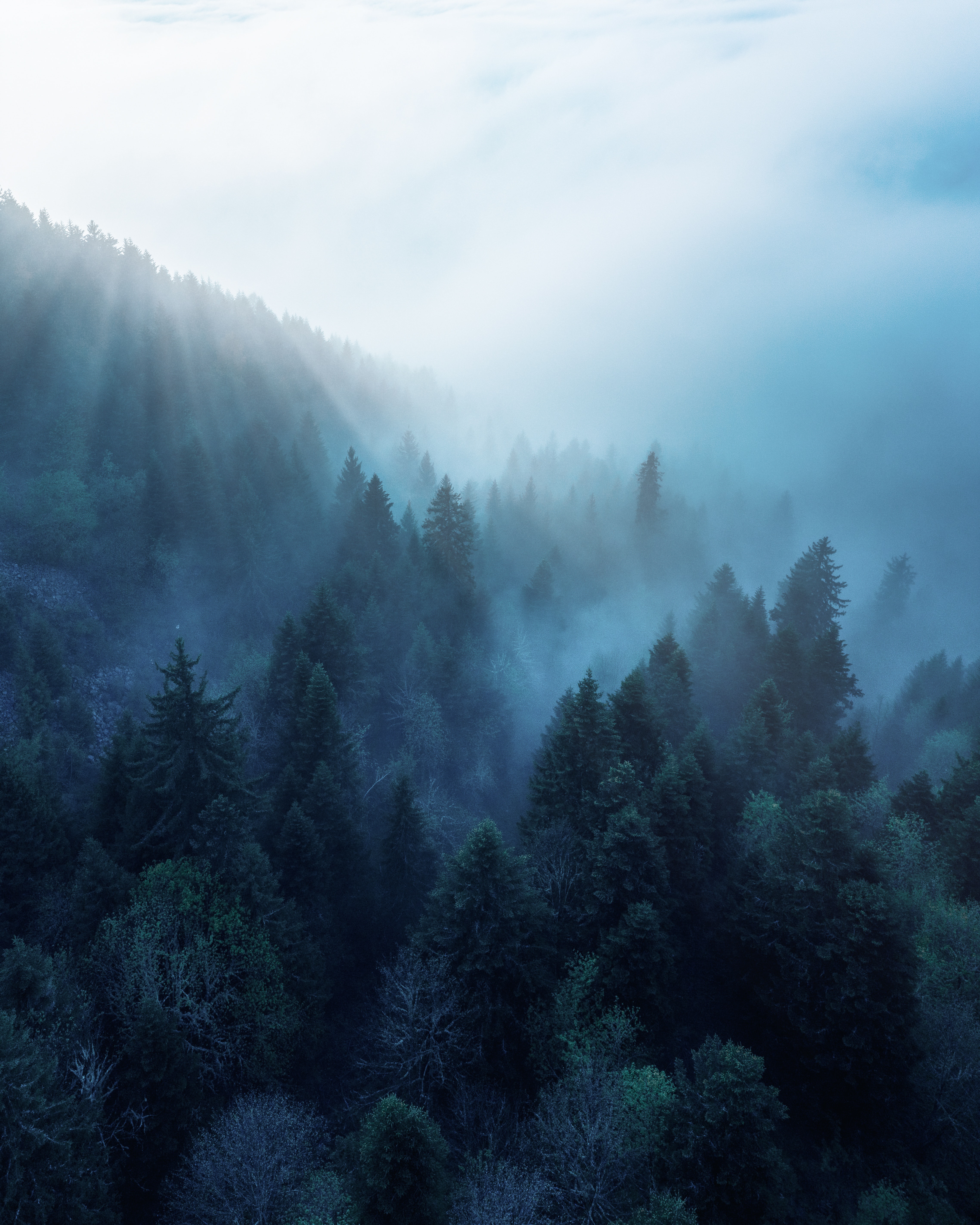 157765 скачать обои туман, природа, деревья, лучи, лес - заставки и картинки бесплатно