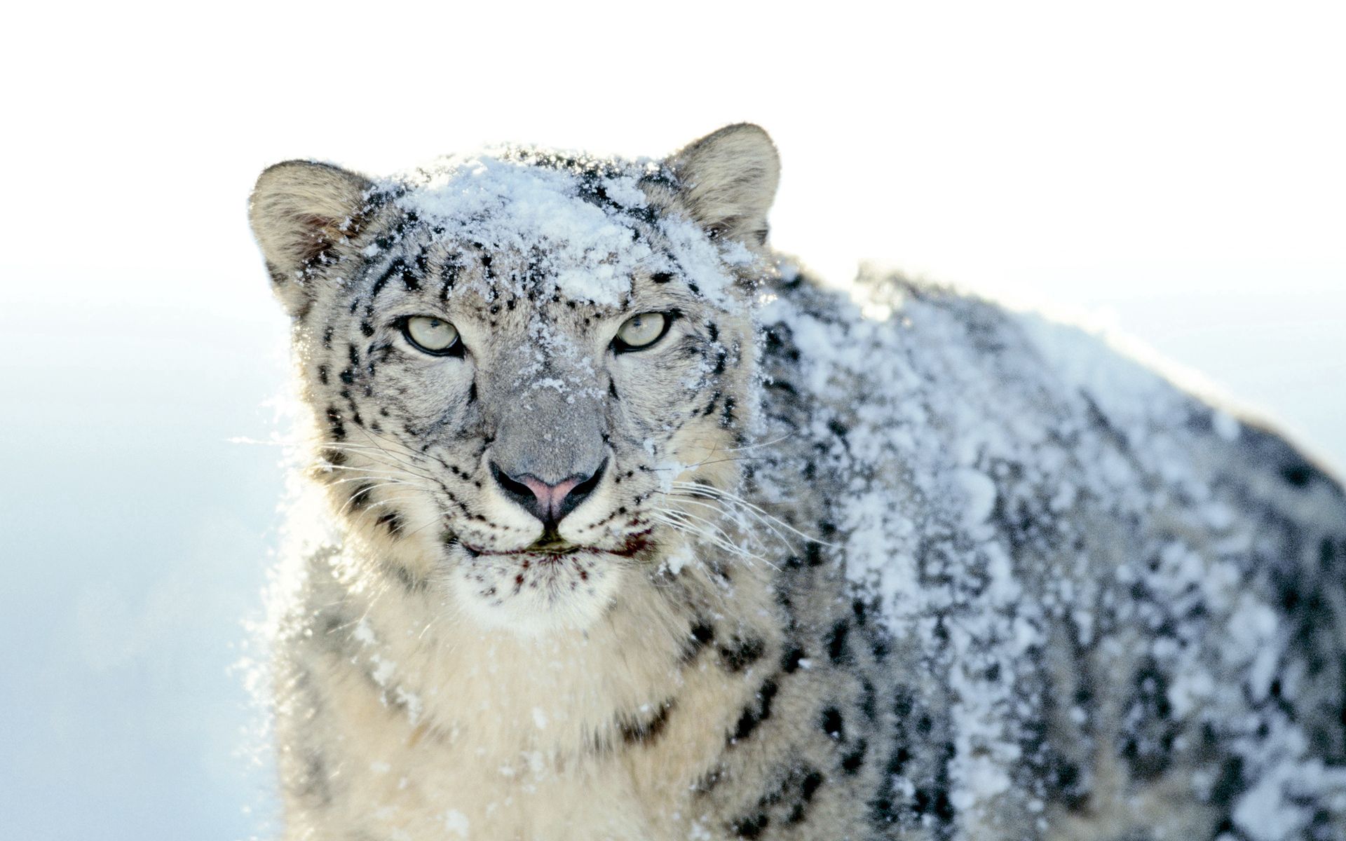 124129 économiseurs d'écran et fonds d'écran Snow Leopard sur votre téléphone. Téléchargez vue, museau, animaux, muselière images gratuitement