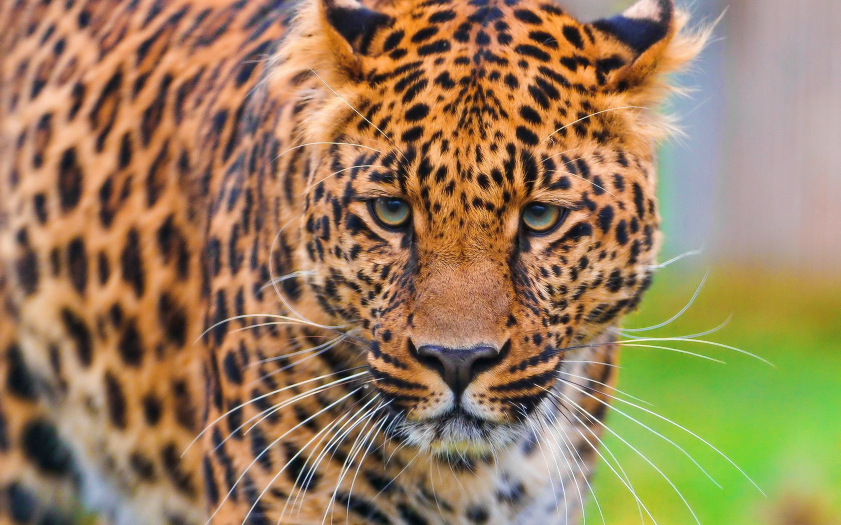 56743 Bild herunterladen tiere, grass, leopard, schnauze, raubtier, predator, große katze, big cat - Hintergrundbilder und Bildschirmschoner kostenlos