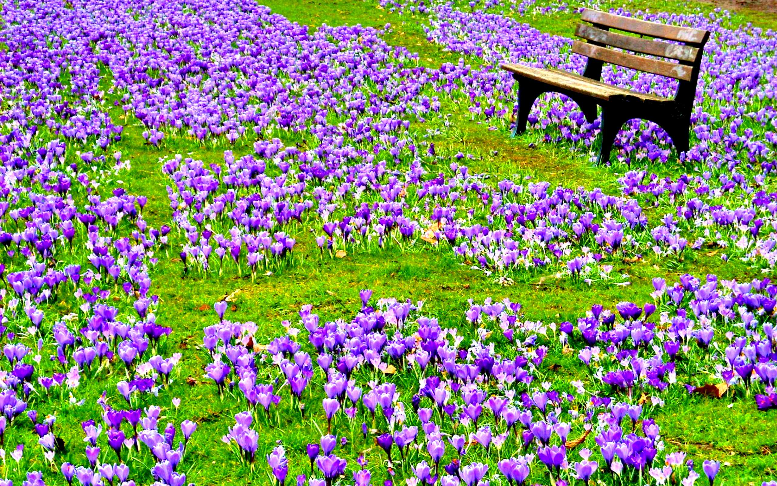 earth, spring, bench, crocus, flower, park, purple flower